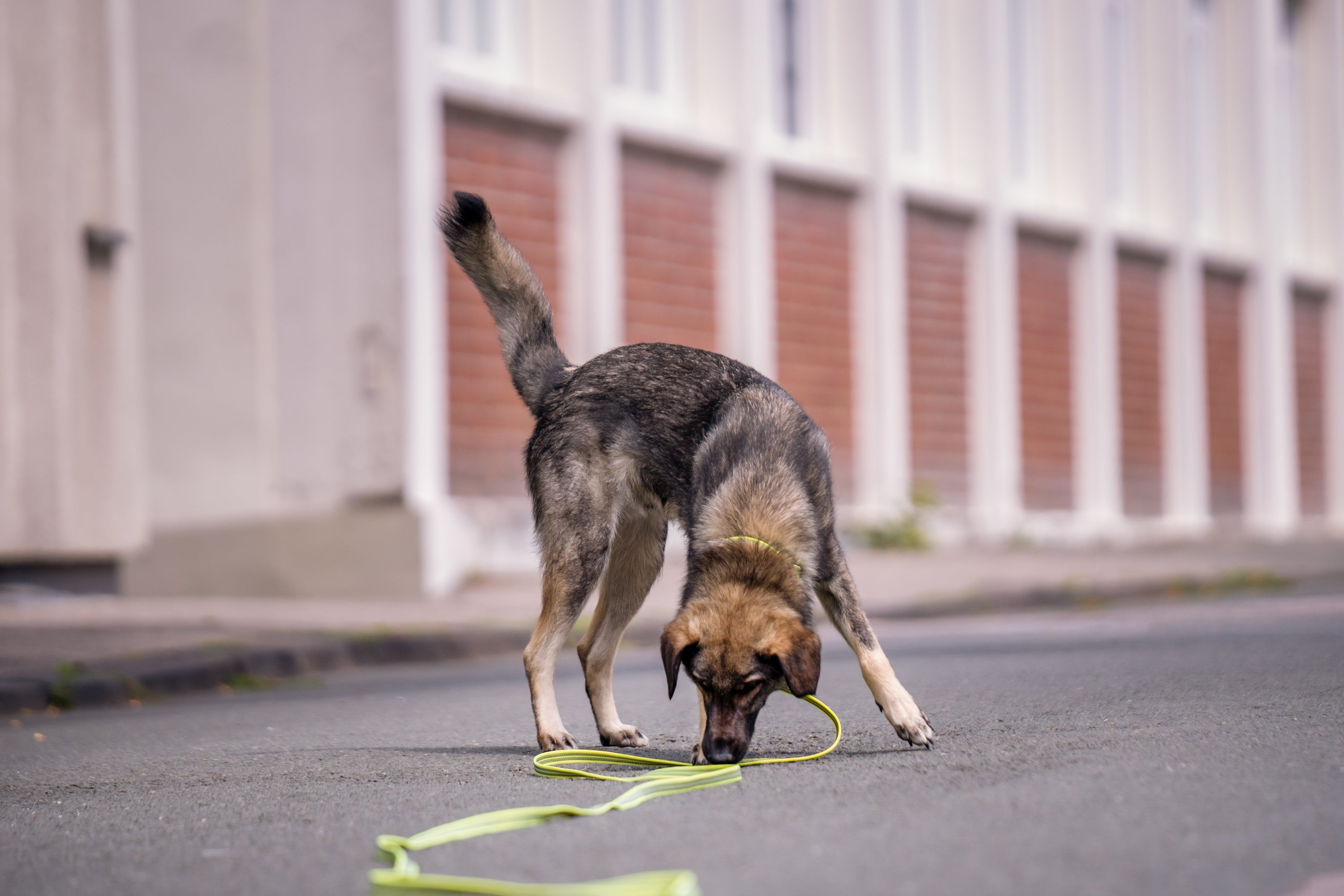 Hund mit grüner Schleppleine