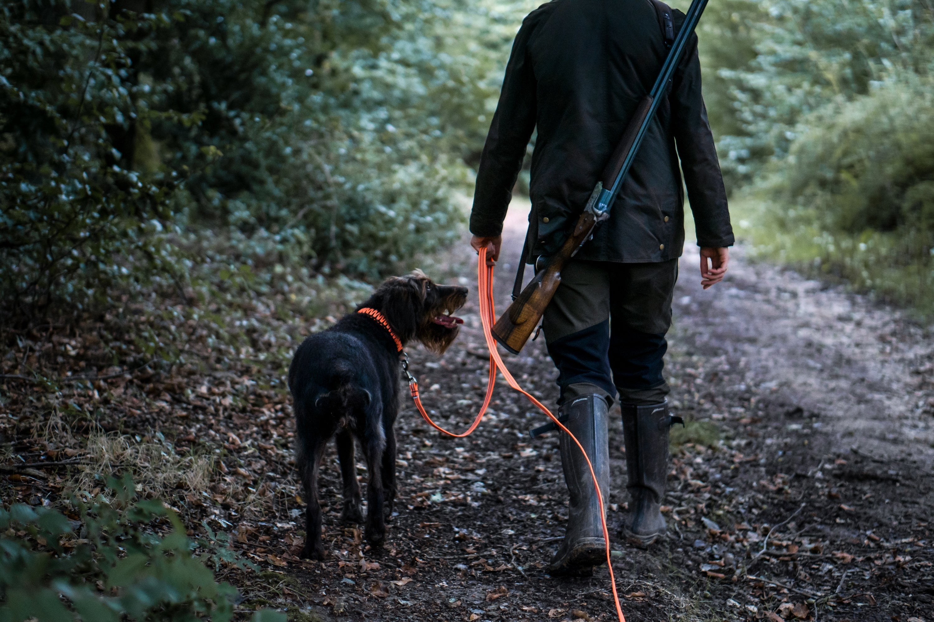 Hund mit orangenen Paracord Halsband und Leine im Wald