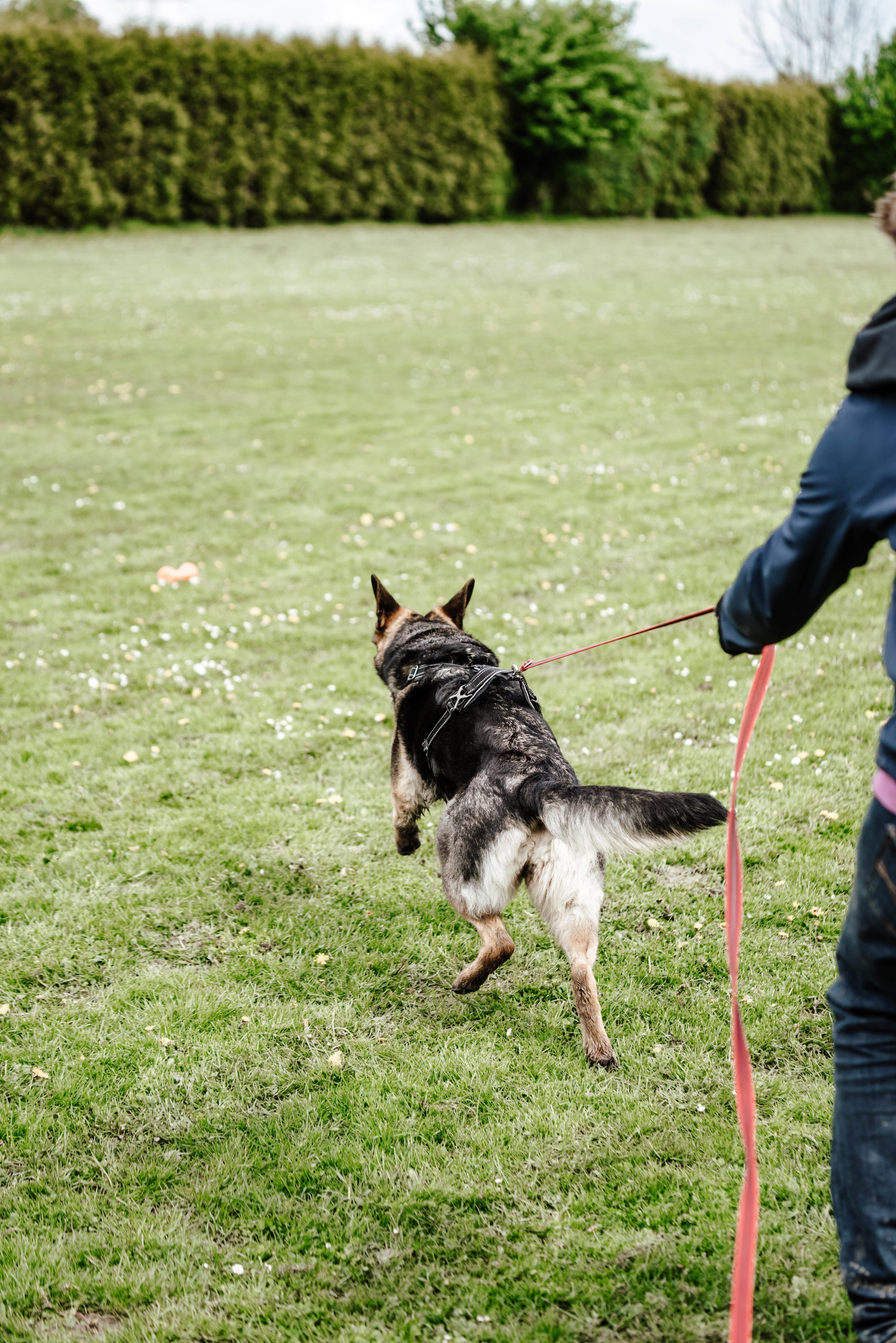 Schäferhund an rangener Schleppleine
