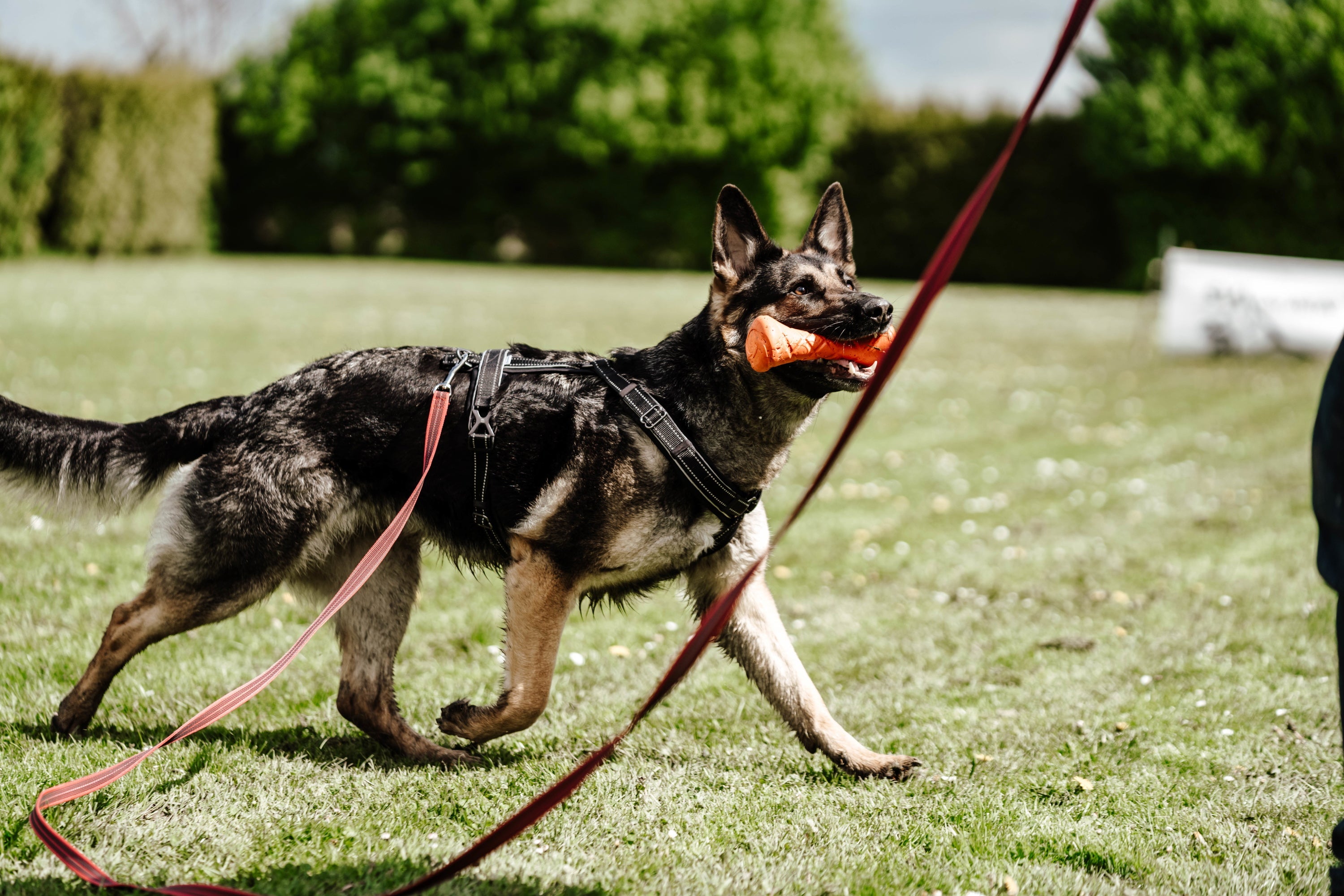 Hund mit schwarzenY-Geschirr und Apportierhantel an orangerner Schleppleine