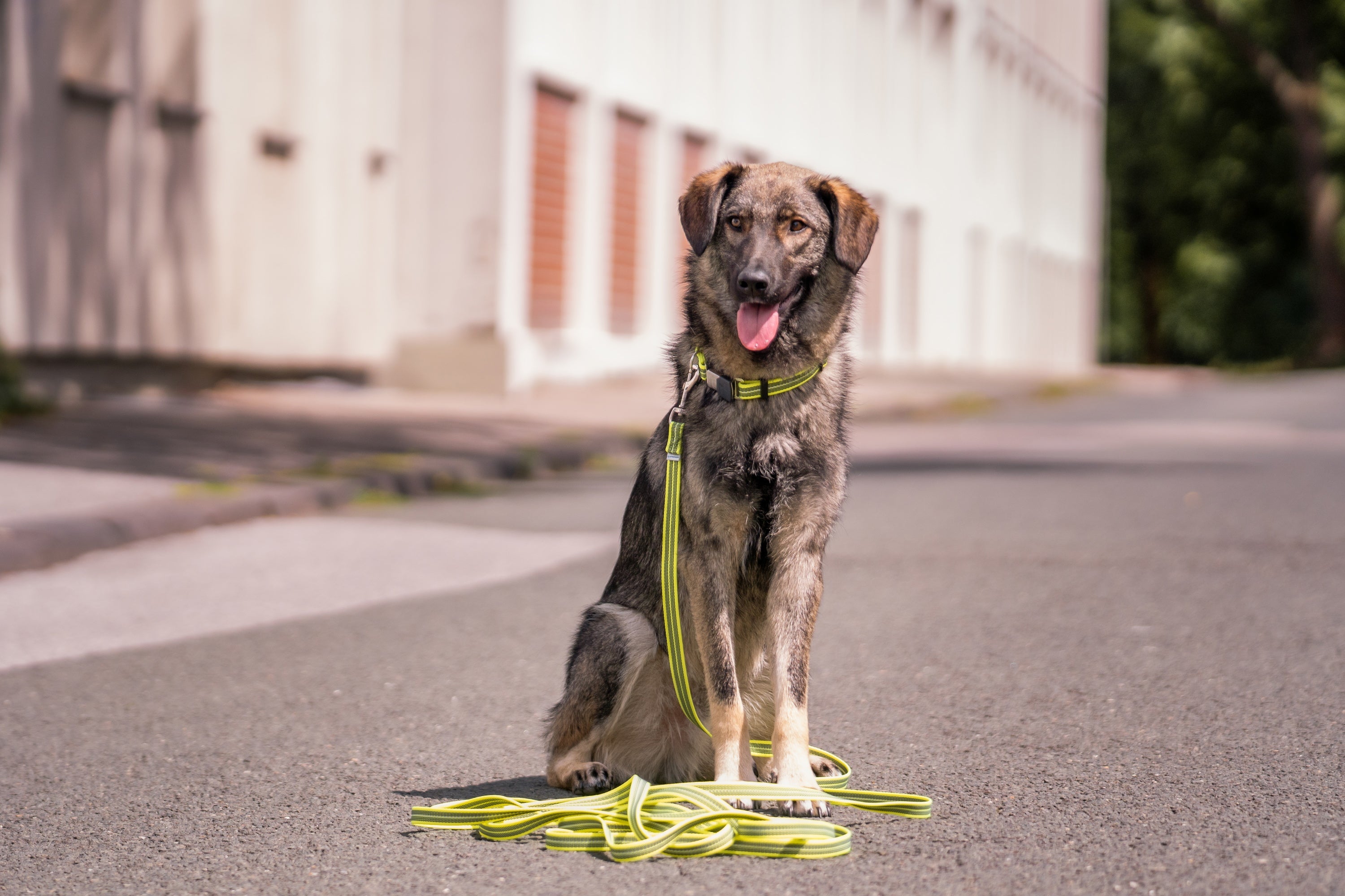 Hund mit verstellbaren grünen Halsband und Leine