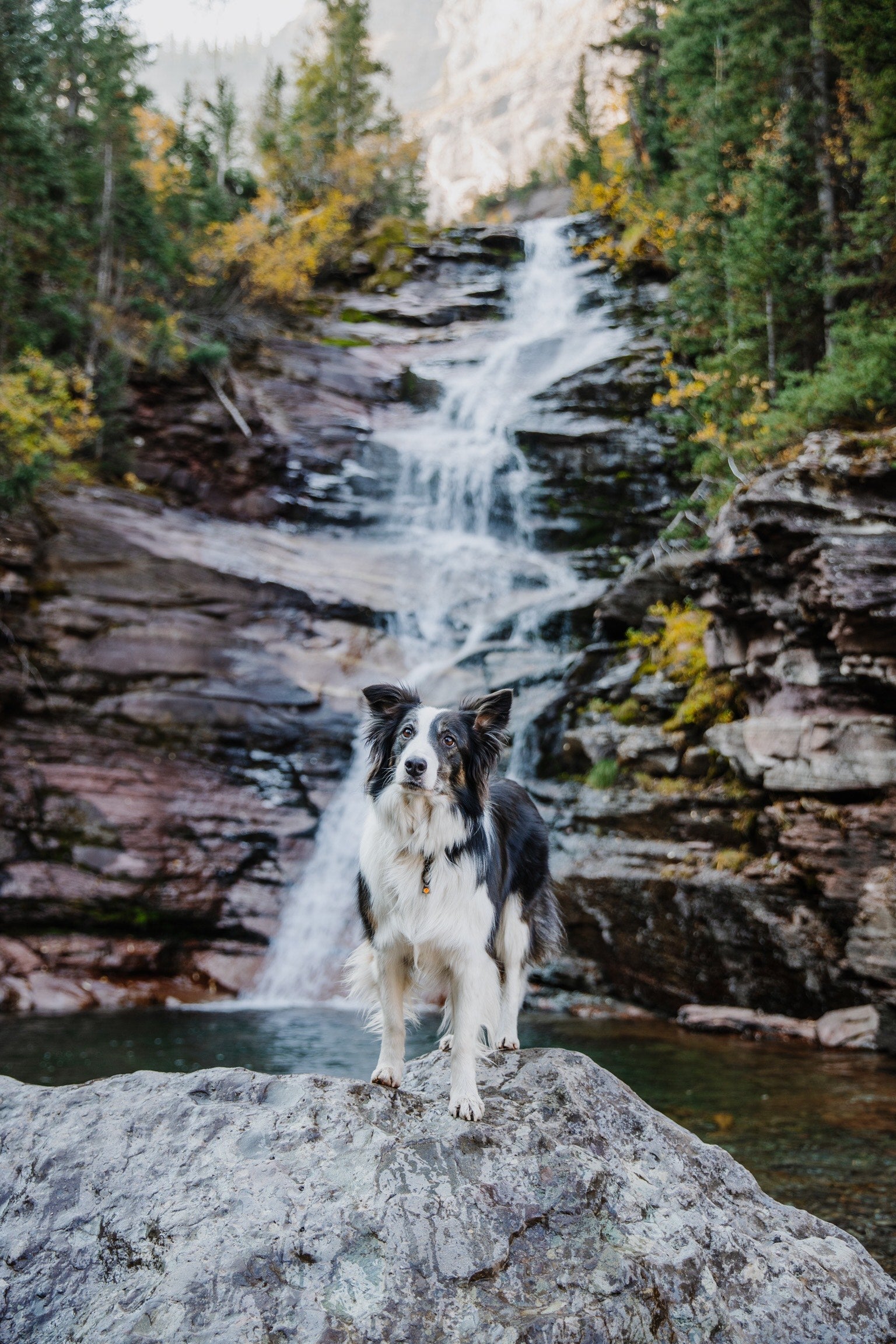 Ein Border Collie steht auf einem großen Felsen vor einem Wasserfall, der im Hintergrund in ein klareres Wasser fließt. Umgeben von grünen Bäumen und bunten Herbstblättern zeigt die Szenerie eine natürliche Umgebung in den Bergen. Der Hund hat ein schwarzes und weißes Fell und schaut aufmerksam in die Kamera. Die sanften Wellen des Wassers reflektieren das Licht und schaffen eine friedliche Atmosphäre.