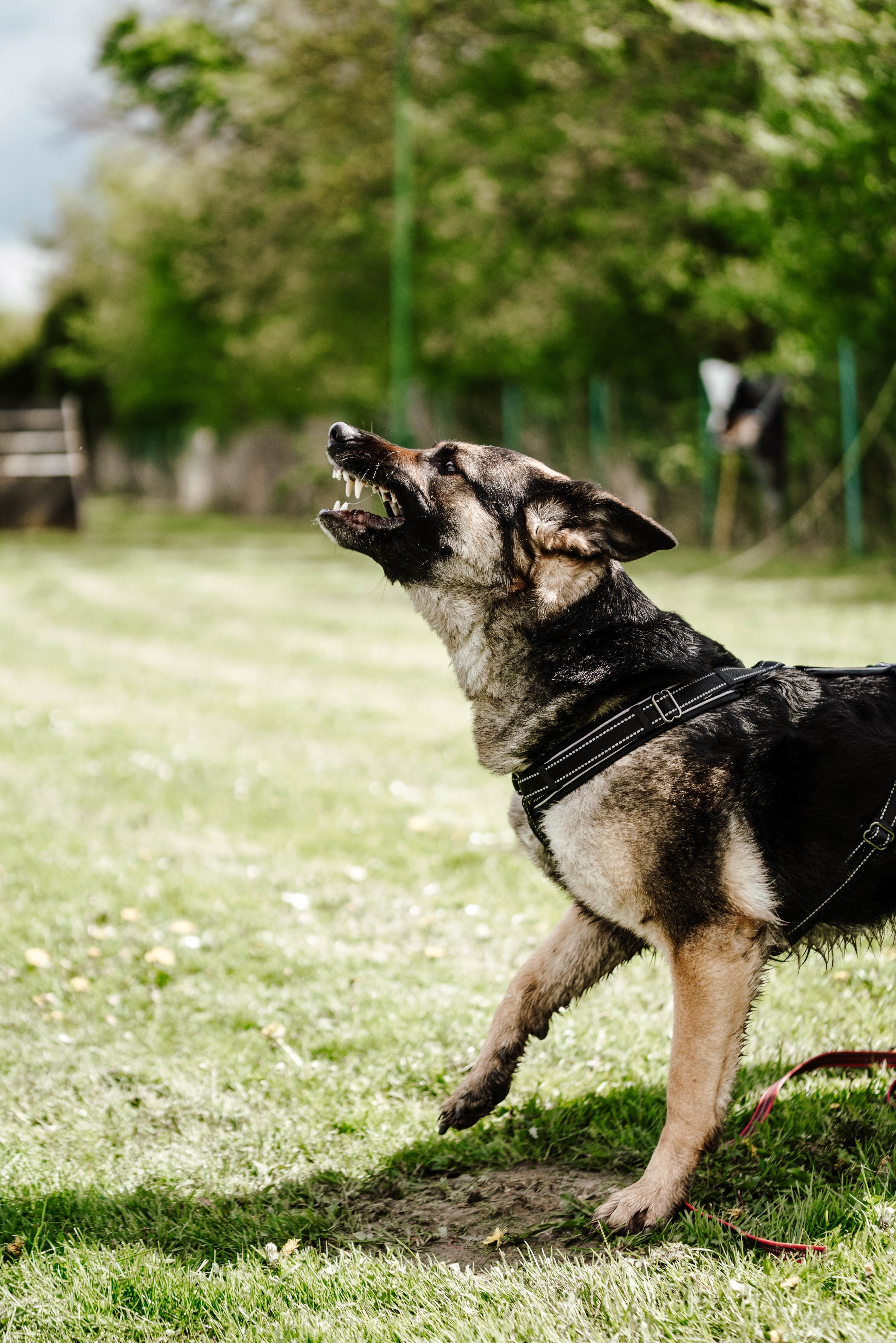 Hund mit schwarzen Y-Geschirr