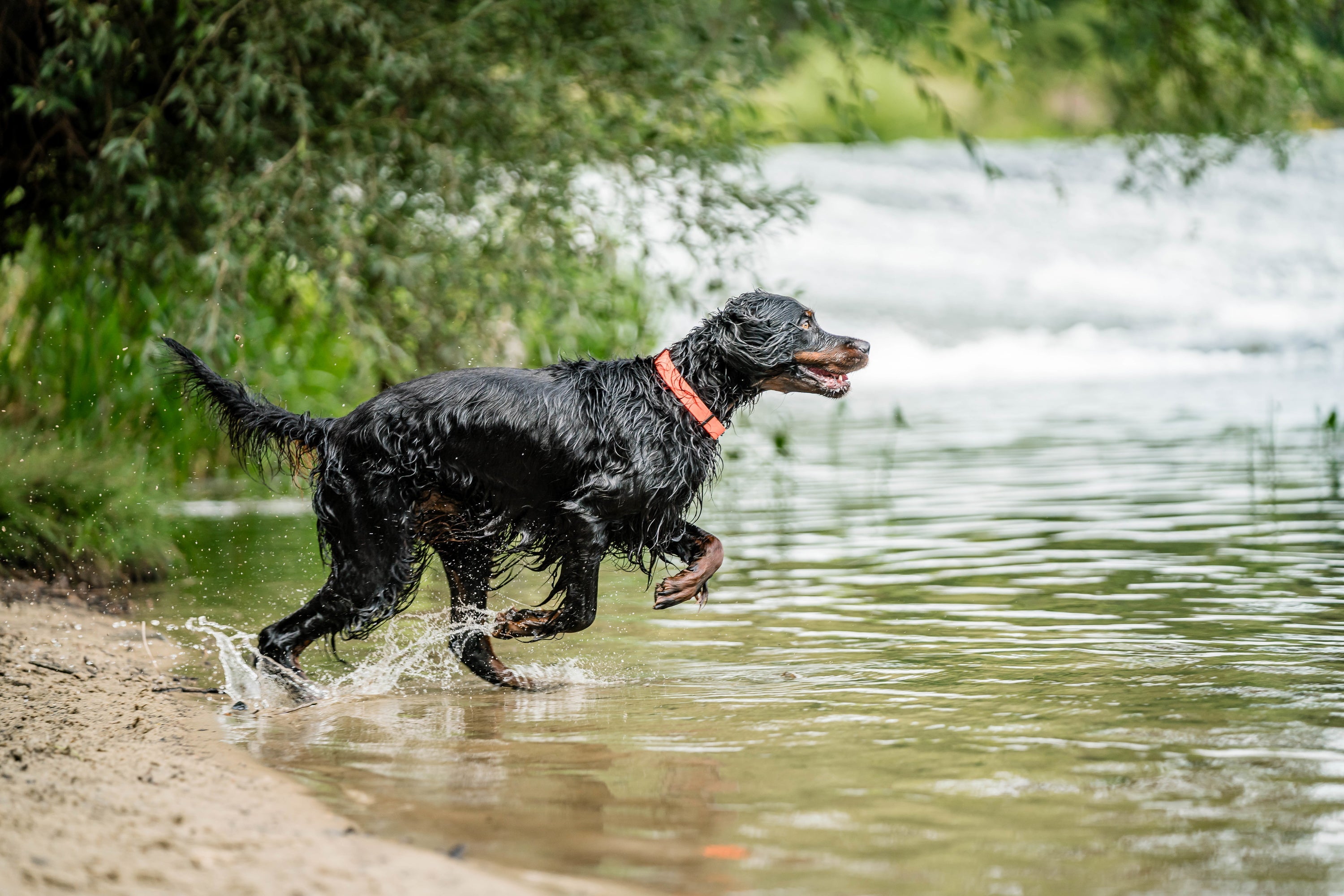 Hund mit orangenen Biothane Halsband im Wasser