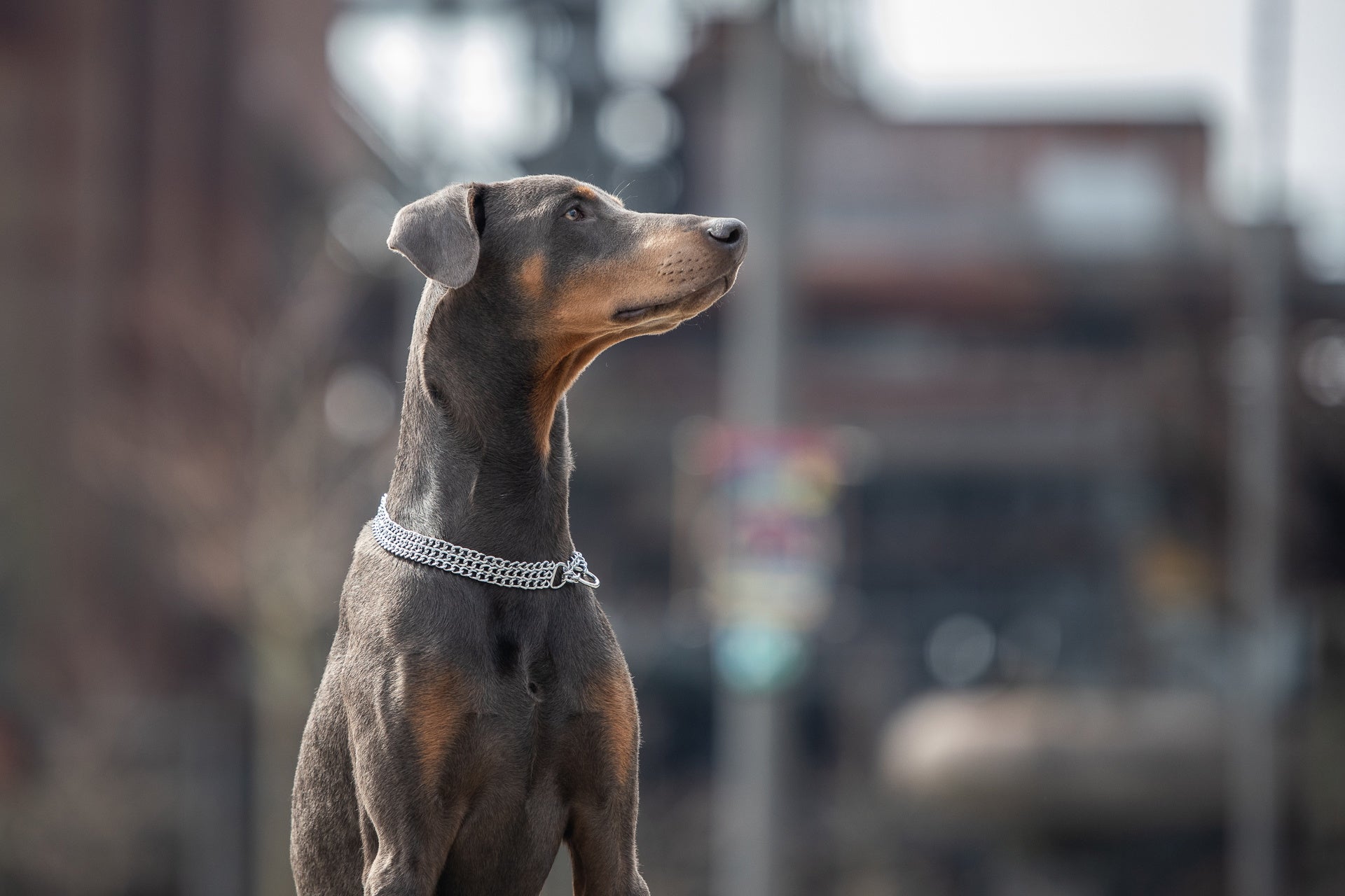 Hund mit 3 reihigen Edeltahl Kettenhalsband