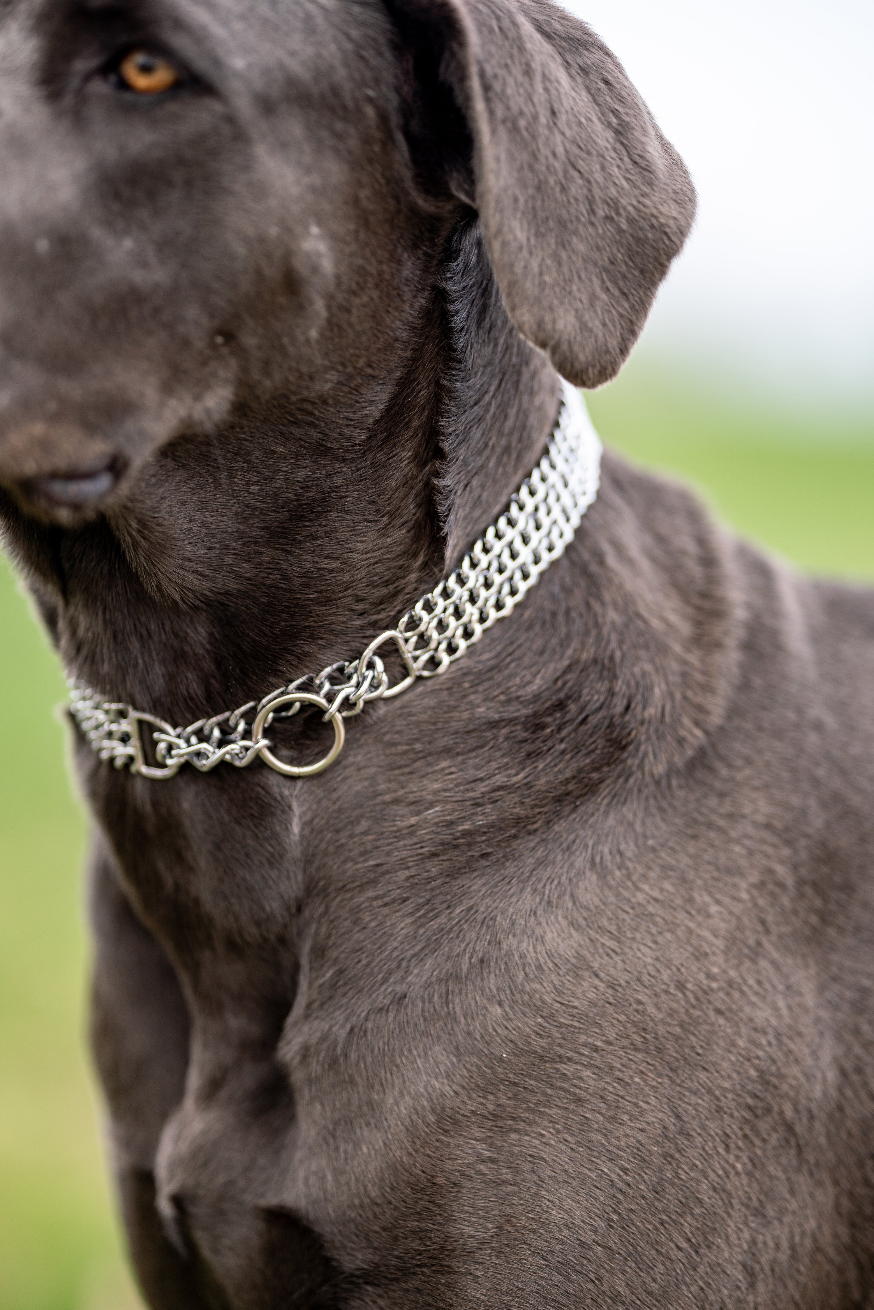 3-reihiger Edelstahl Kettenhalsband am Hund anliegend