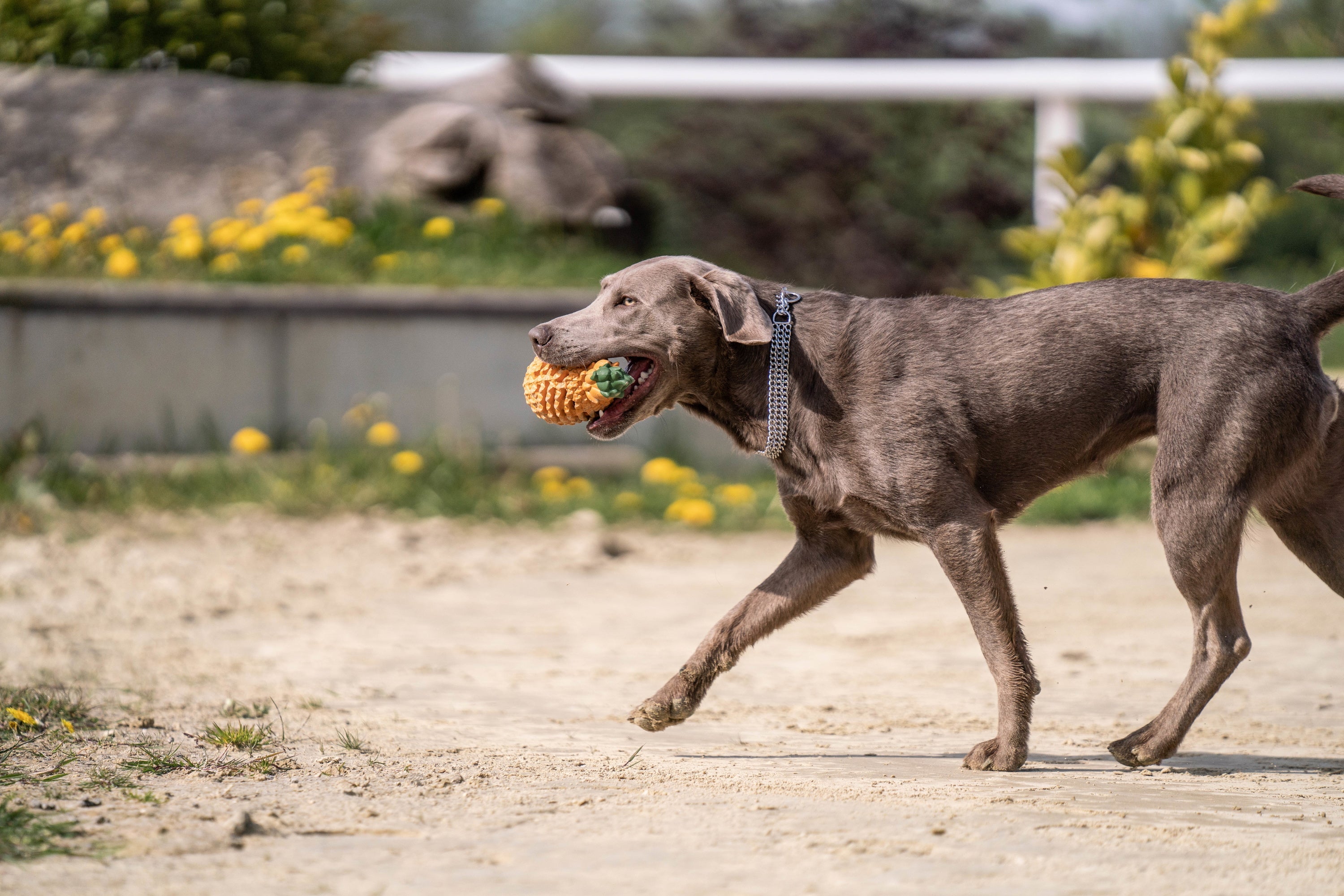 Hund mit 3 reihigen Edelstahl Kettenhalsband und Ananas Spielzeug