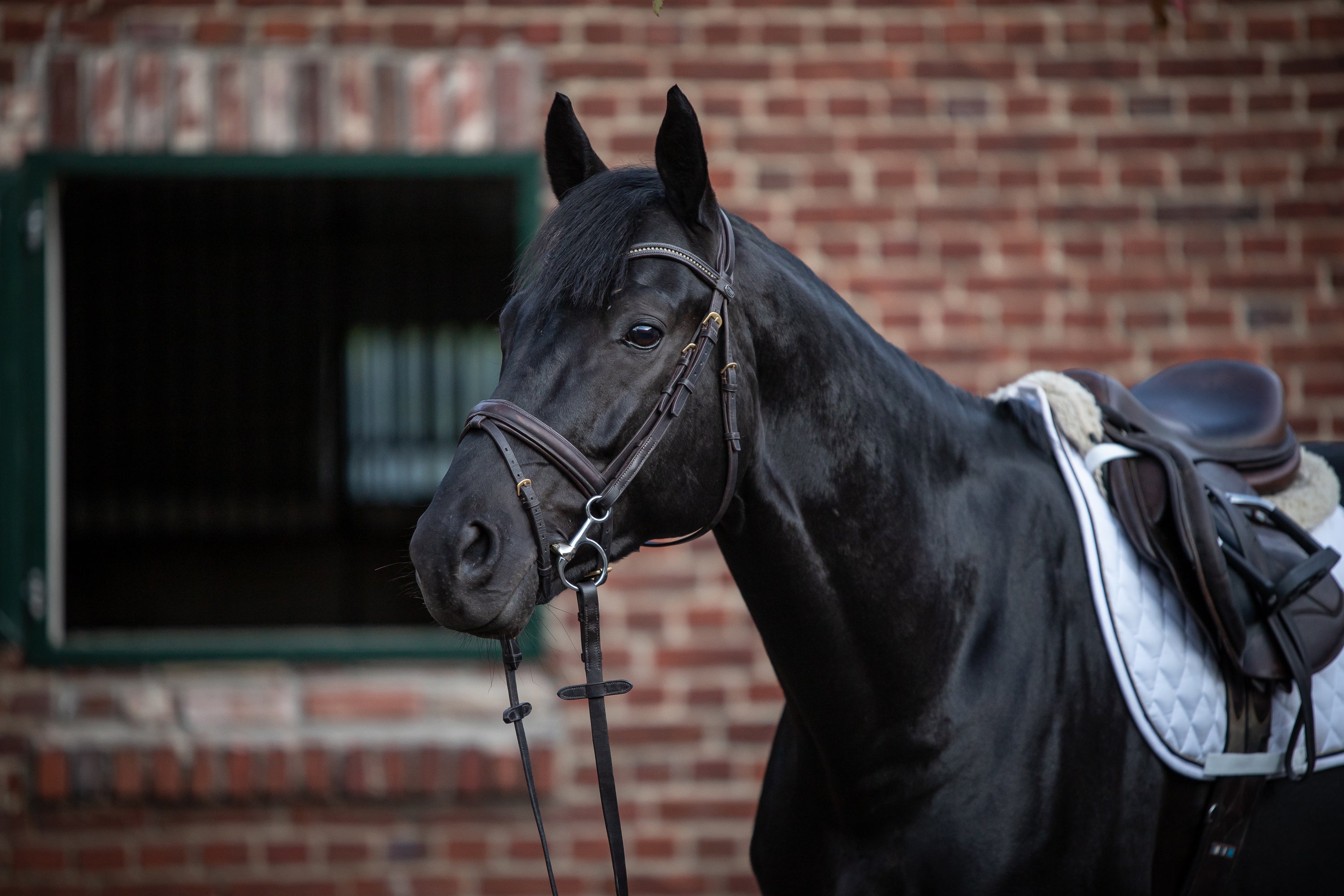 schwarzes Pferd mit Turnado Fillisgebiss