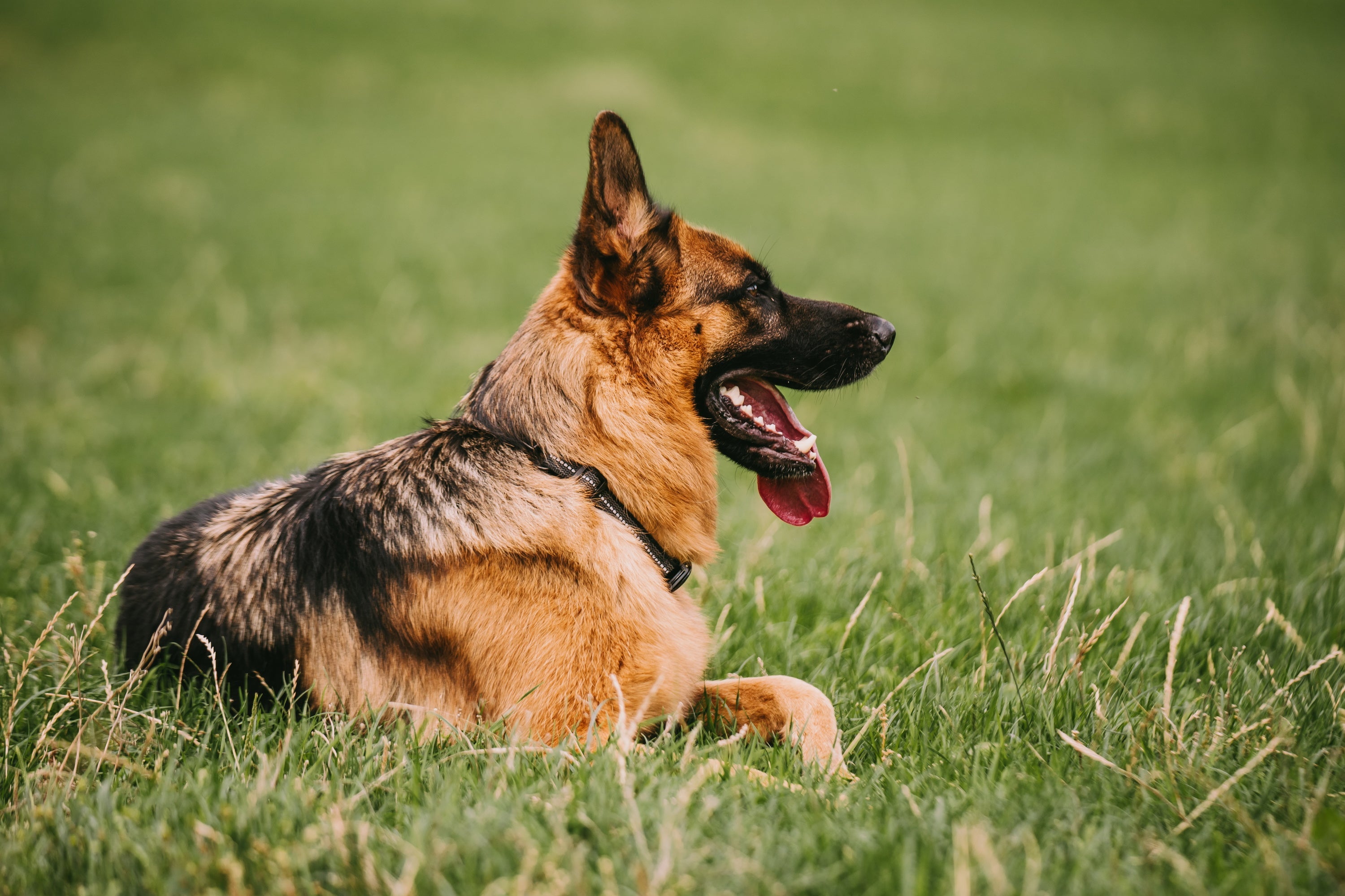 Hund mit verstellbaren Hundehalsband schwarz auf der Wiese