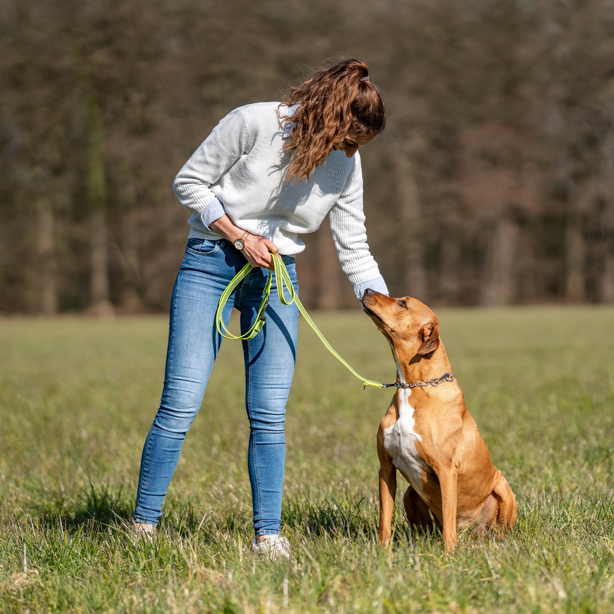 Hund mit verstellbarer grüner Hundeleine auf der Wiese