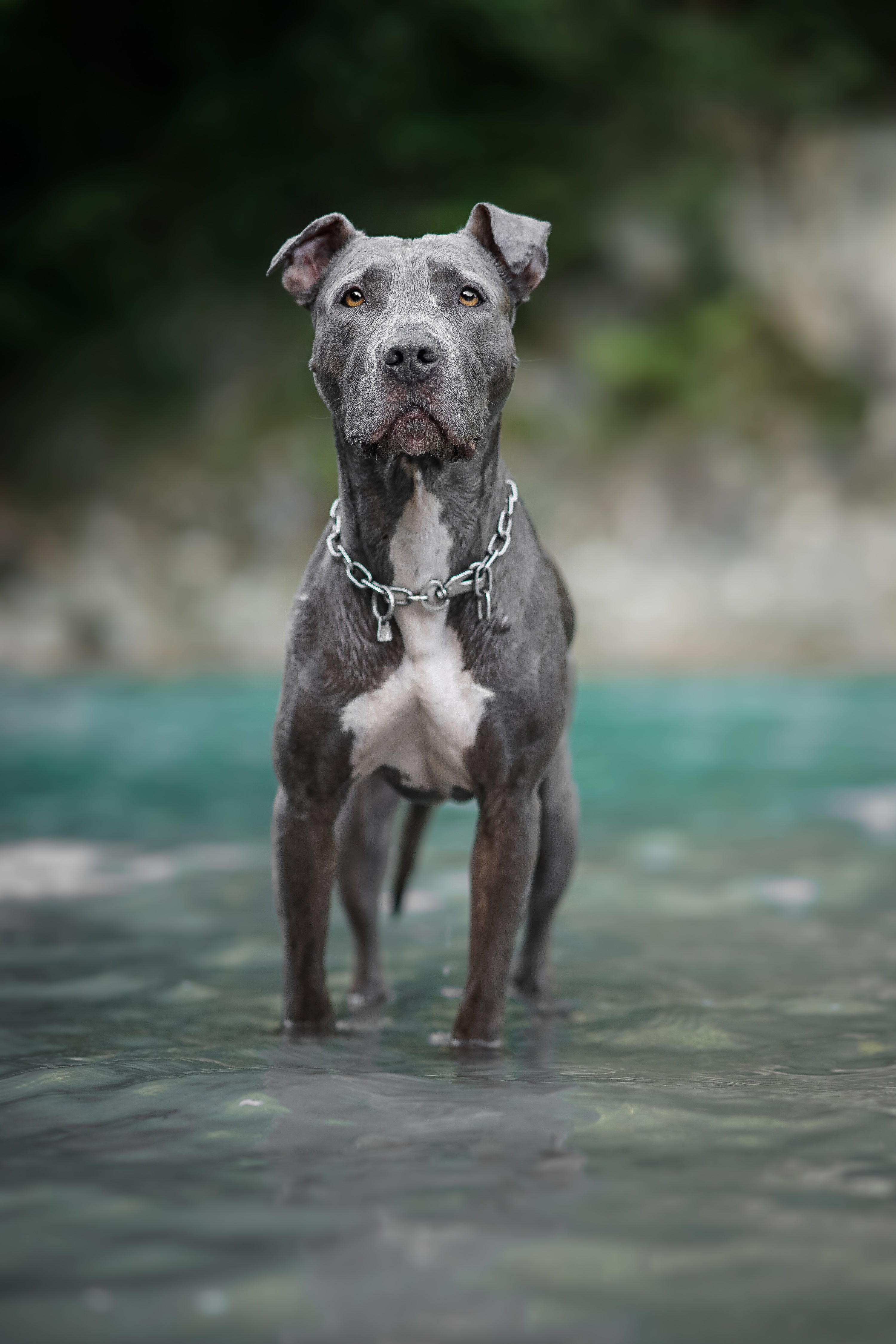Hund mit verstellbaren Edelstahl Kettenhalsband im Wasser stehend