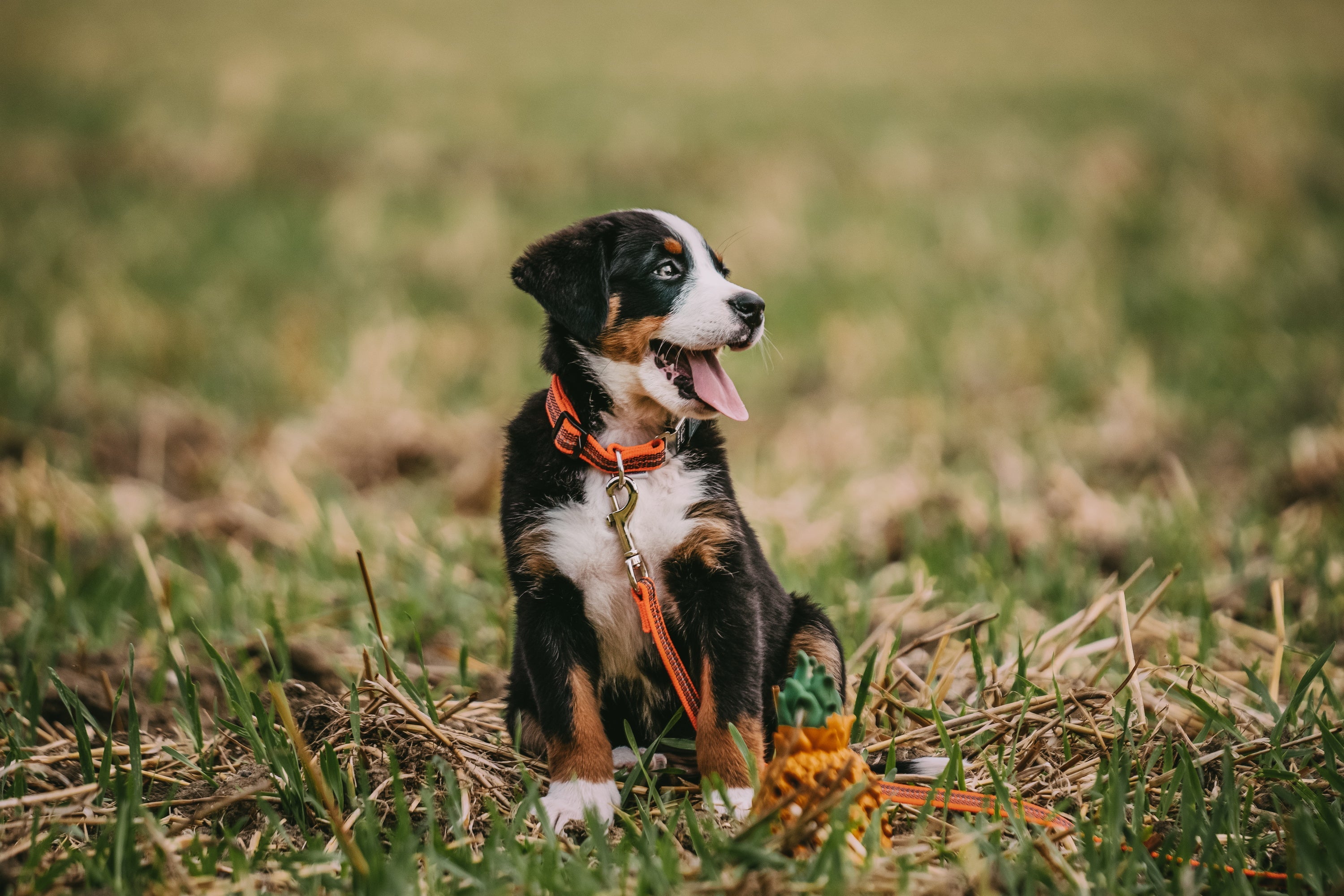 Welpe mit verstellbaren orangenen nylon Halsband und Leine