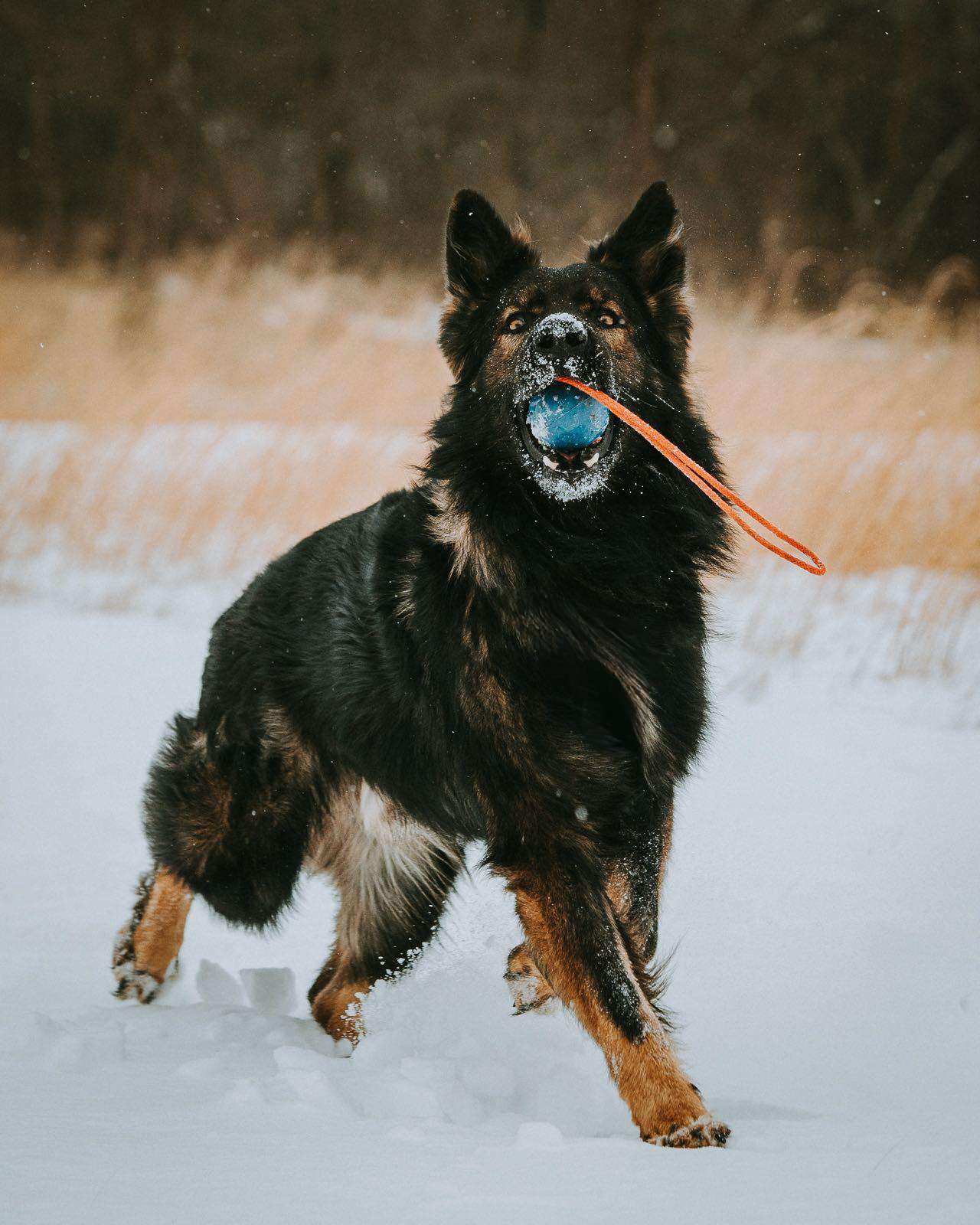 Hund mit Gummiball im Schnee