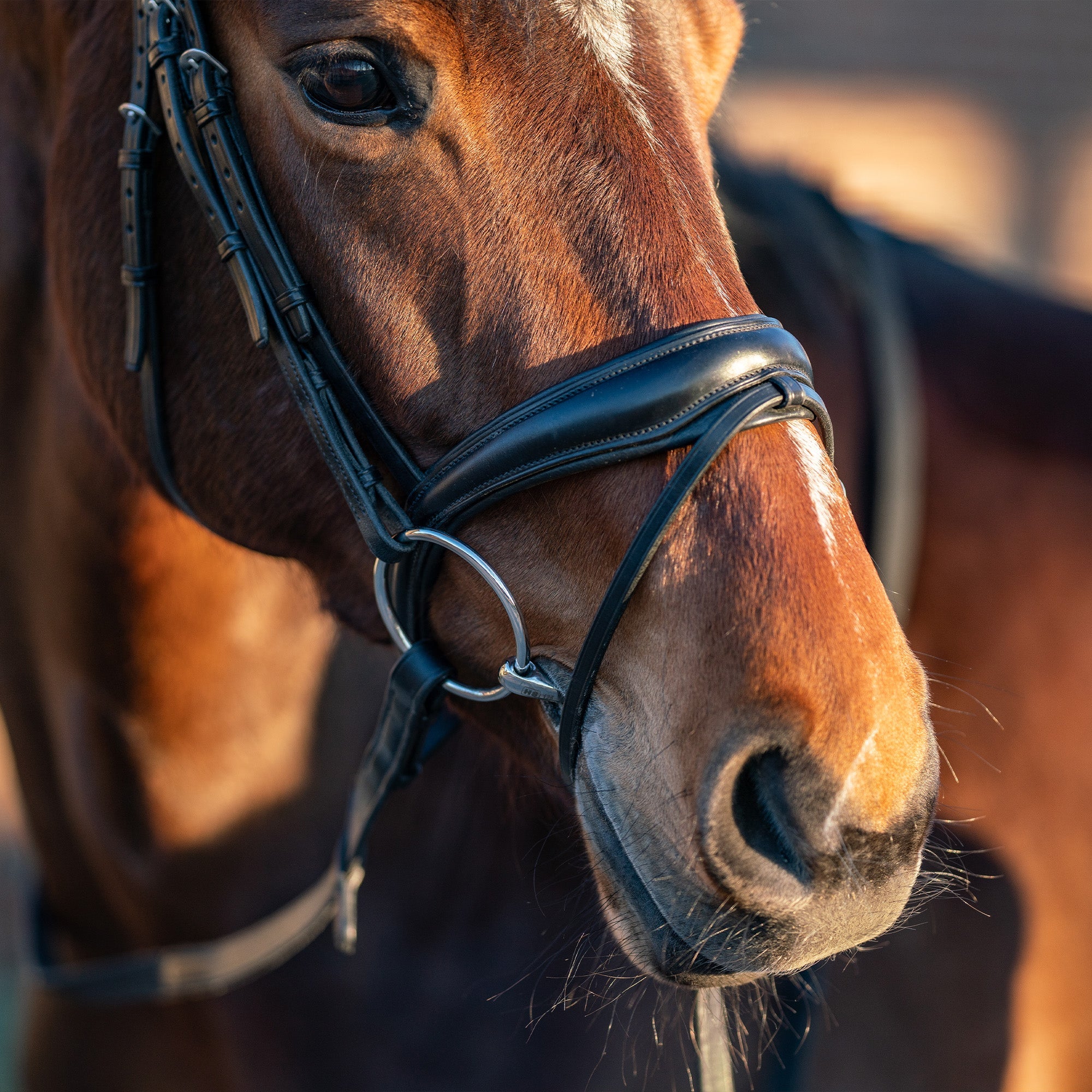 Pferd mit Satinox Wassertrense