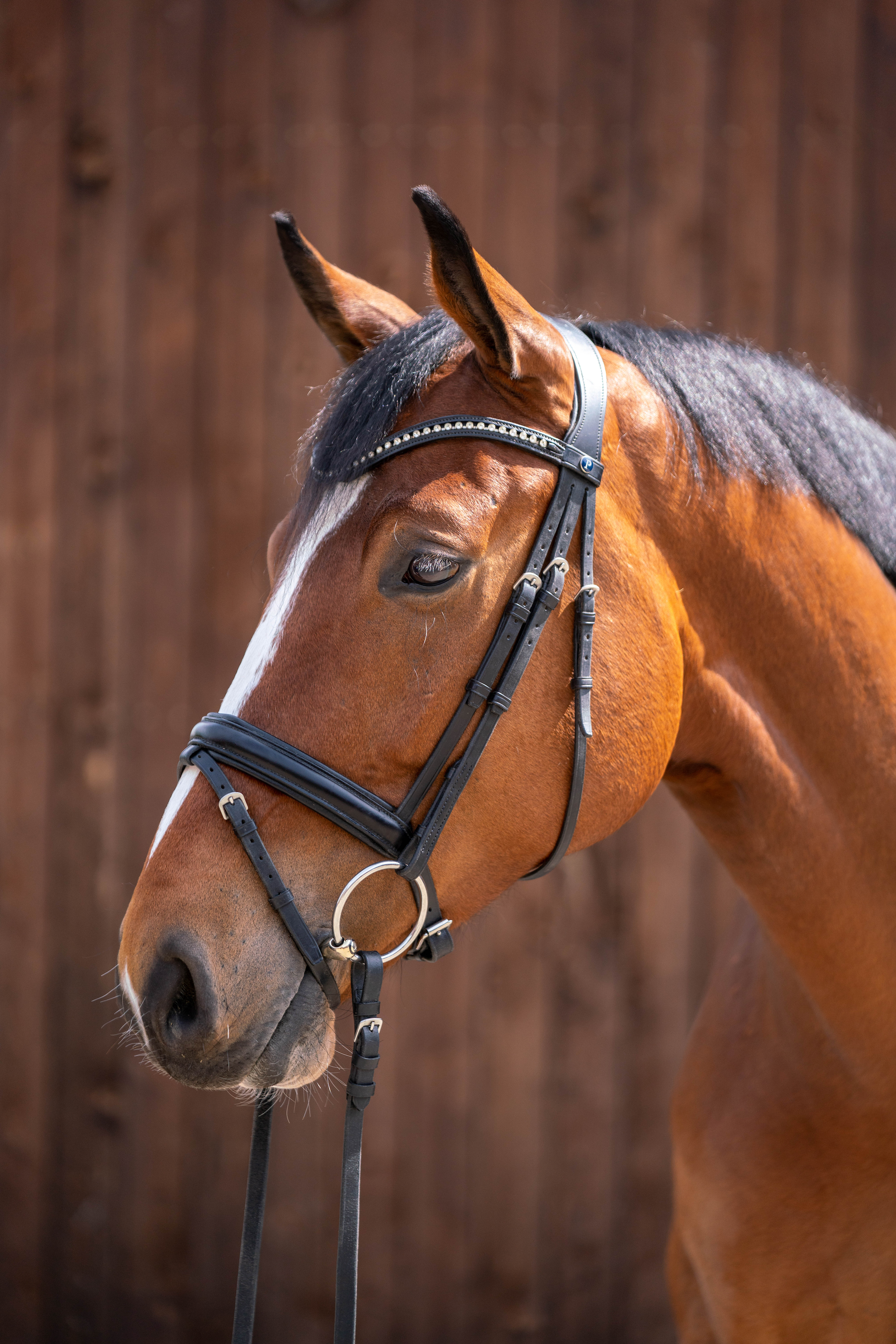braunes Pferd mit Wassertrense