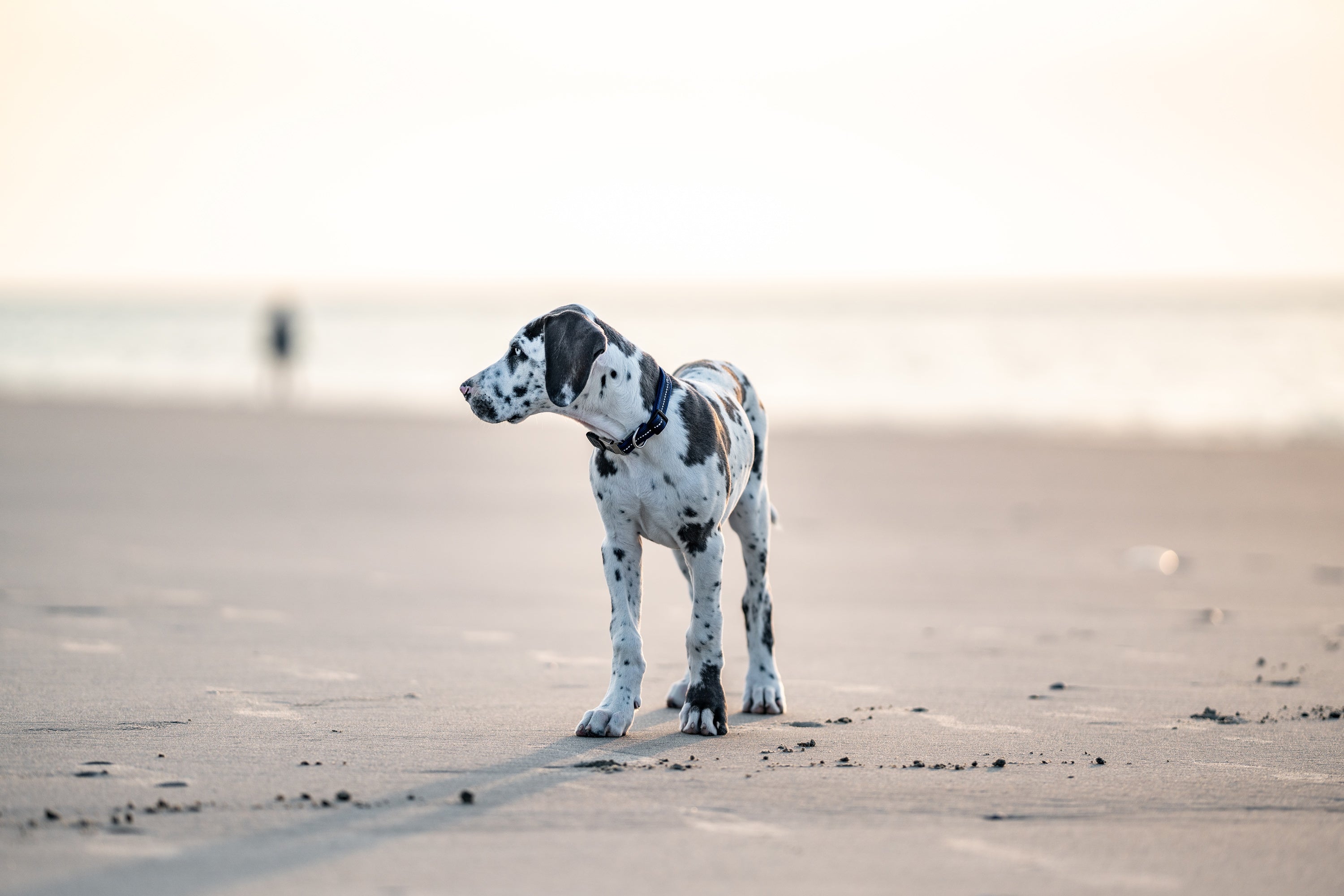 Dalmatiner Welpe mit verstelbaren blauen Halsband am Strand