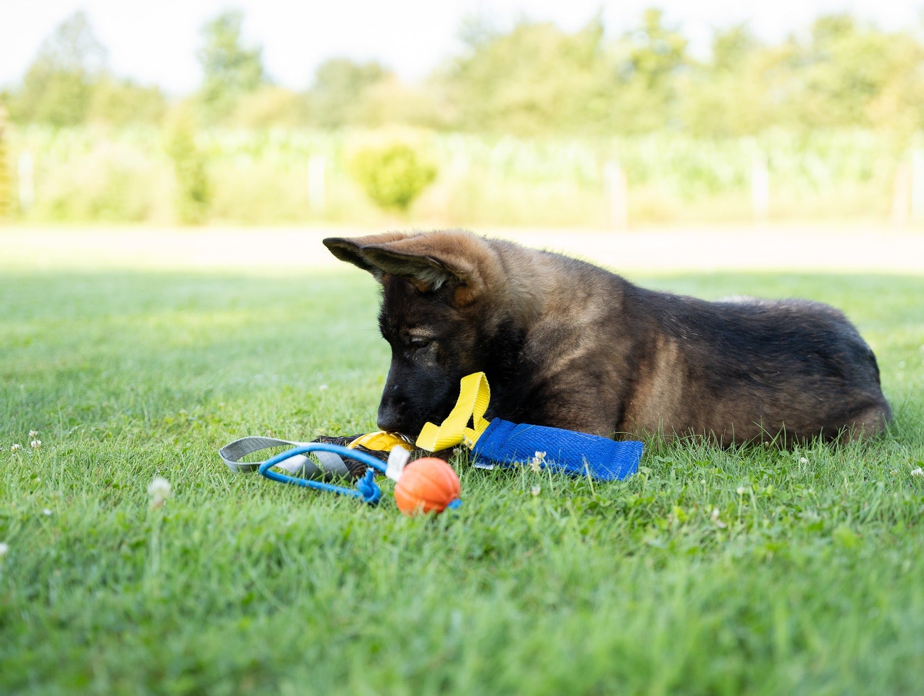 Schäferhund mit Mango Spielzeug, Baumwoll Bringsel und Gummiball auf der Wiese