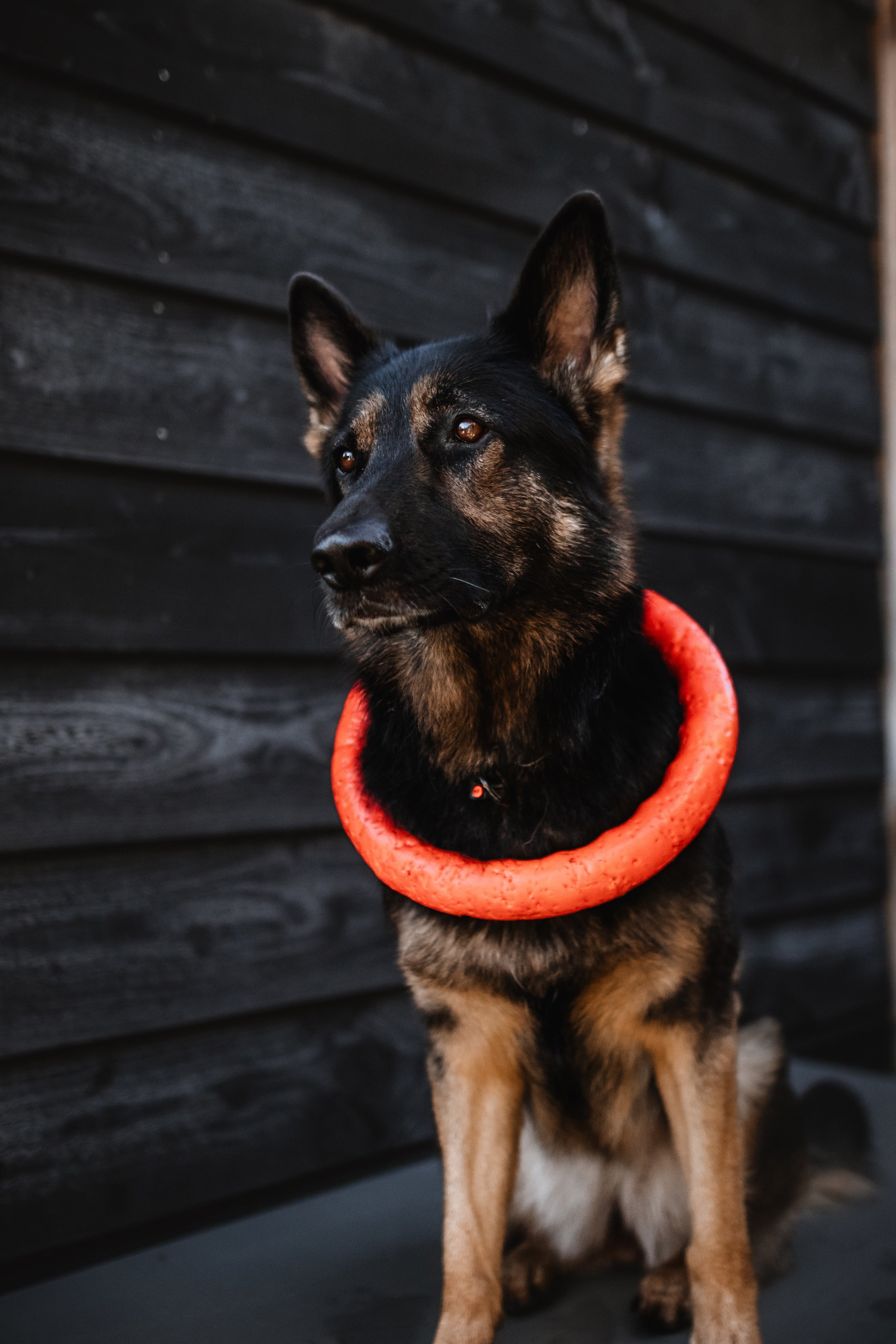 Hund mit Wurfring um den Hals