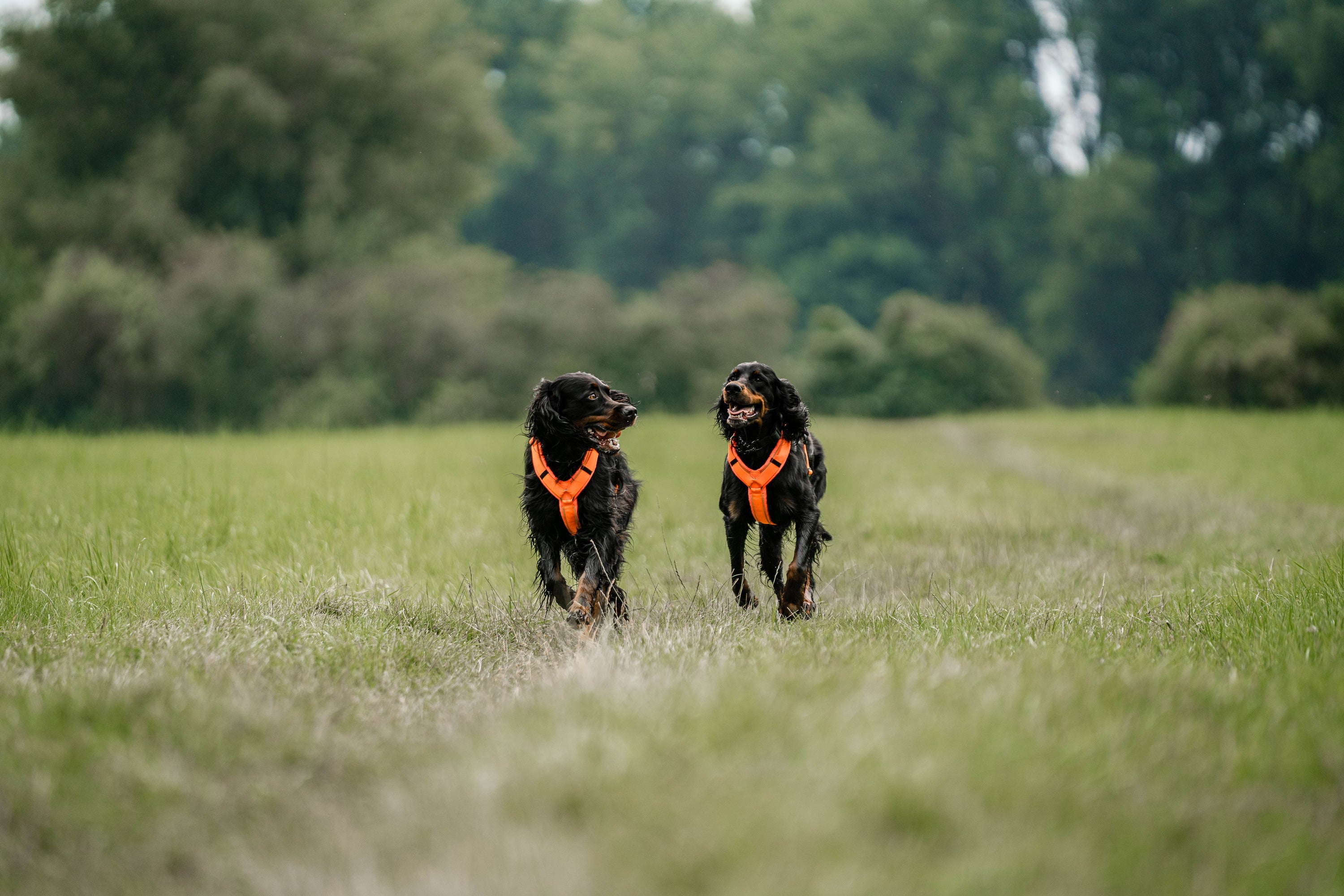 Hunde mit orangenen Y-Geschirr auf der Wiese
