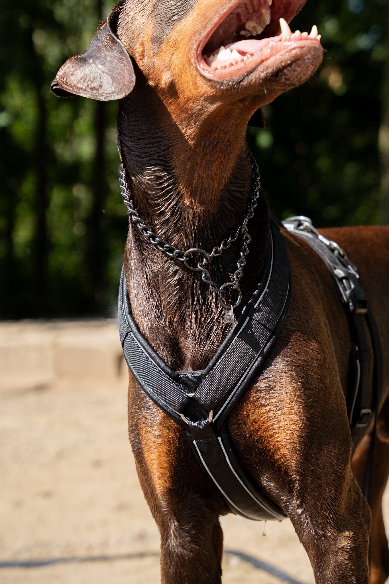 Hund mit schwarzen Y-Geschirr und schwarzen Edelstahl Kettenhalsband