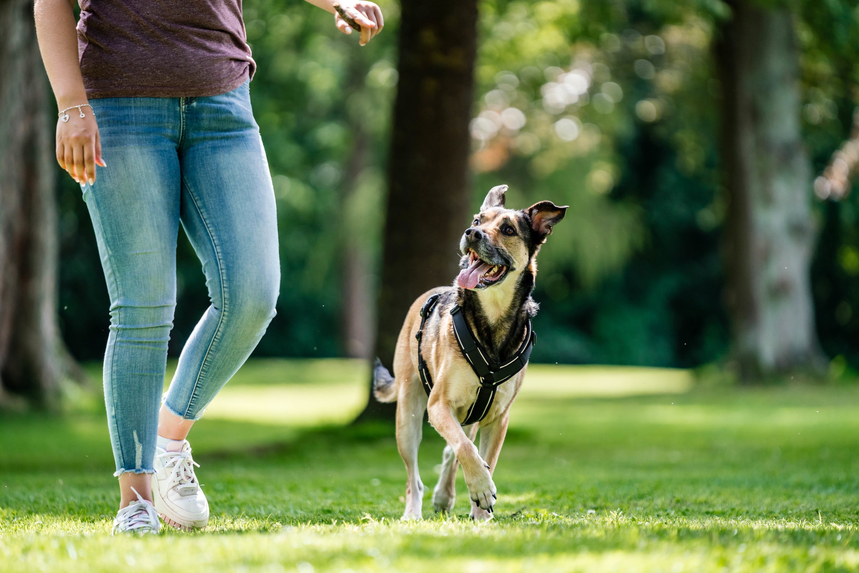 Hund mit schwarzen Y-Geschirr auf der Wiese