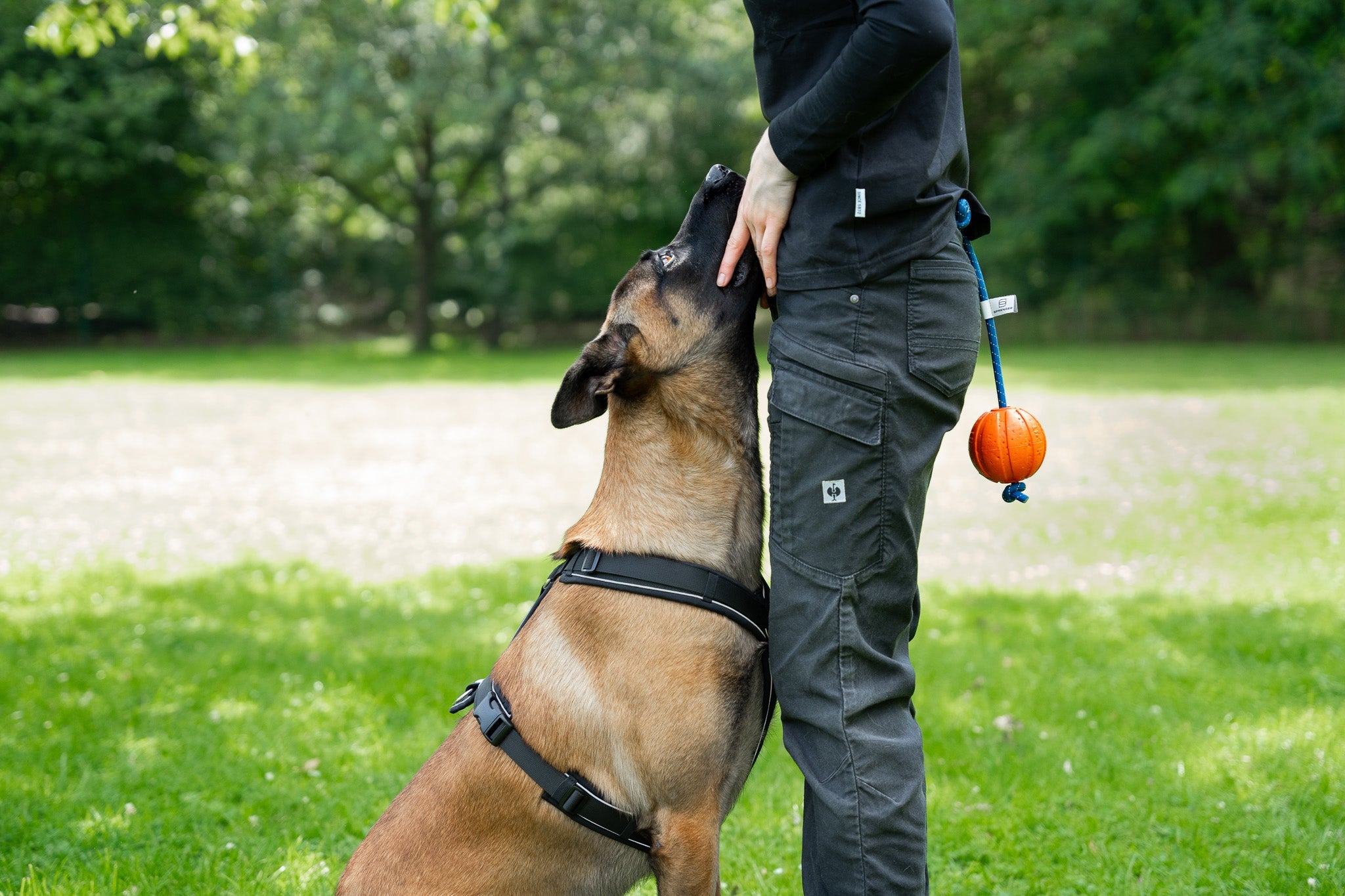 Hund mit schwarzen Y-Geschirr und Gummiball