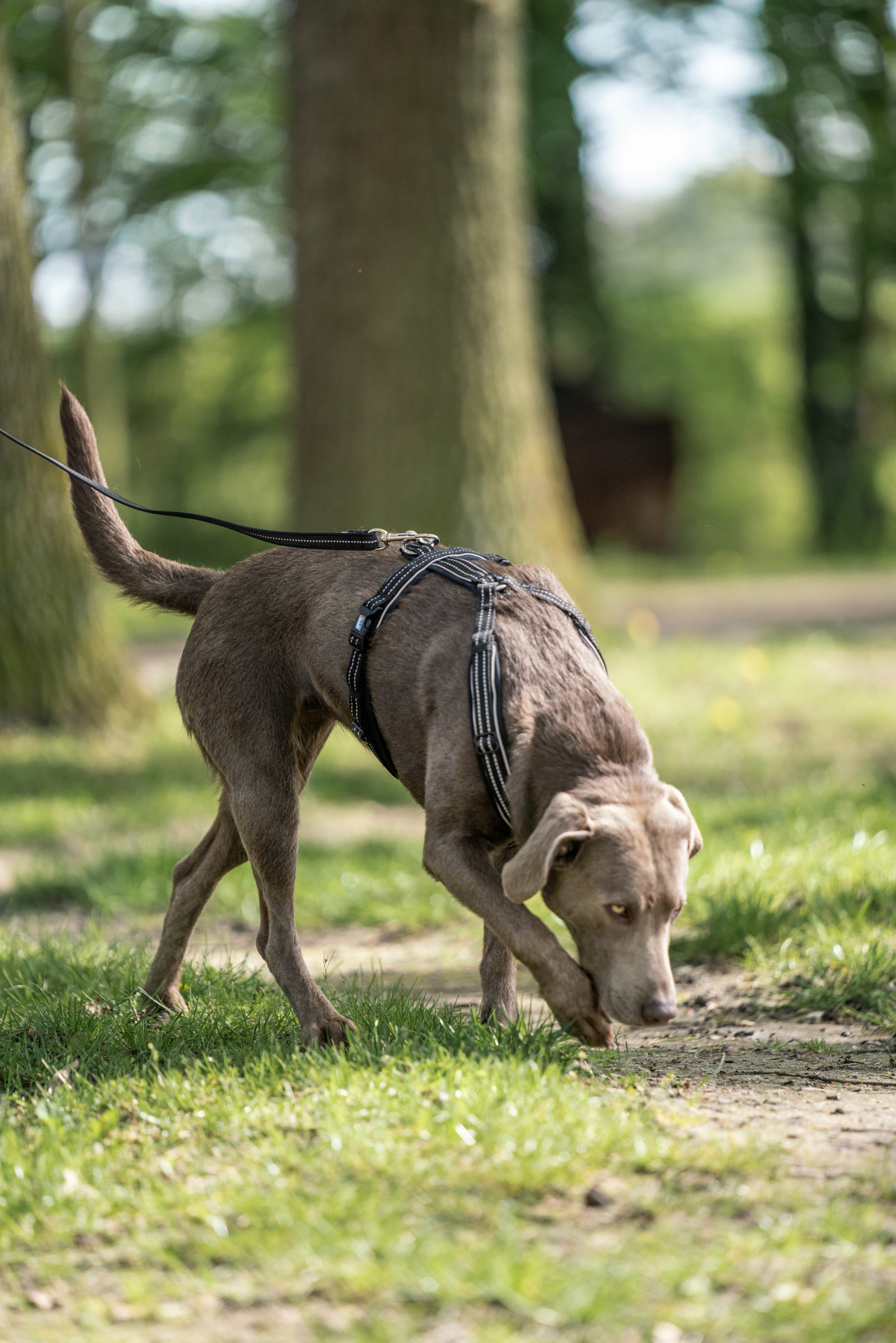 Hund mit schwarzen Y-Geschirr im Wald