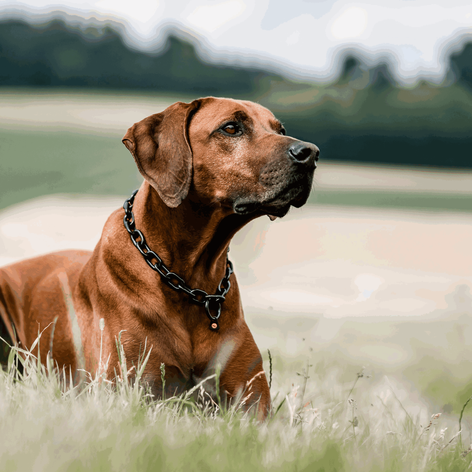 In 4 Schritten zum richtigen Kettenhalsband Hund