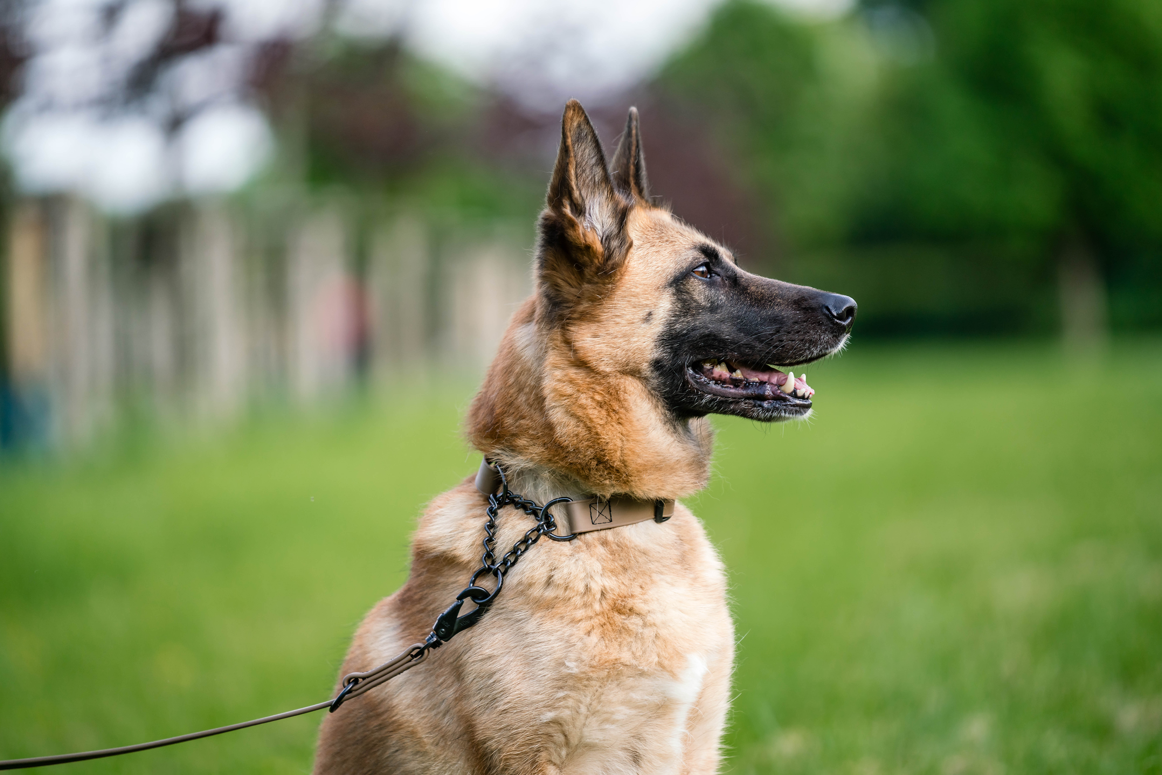 Was ist ein Martingale-Halsband?