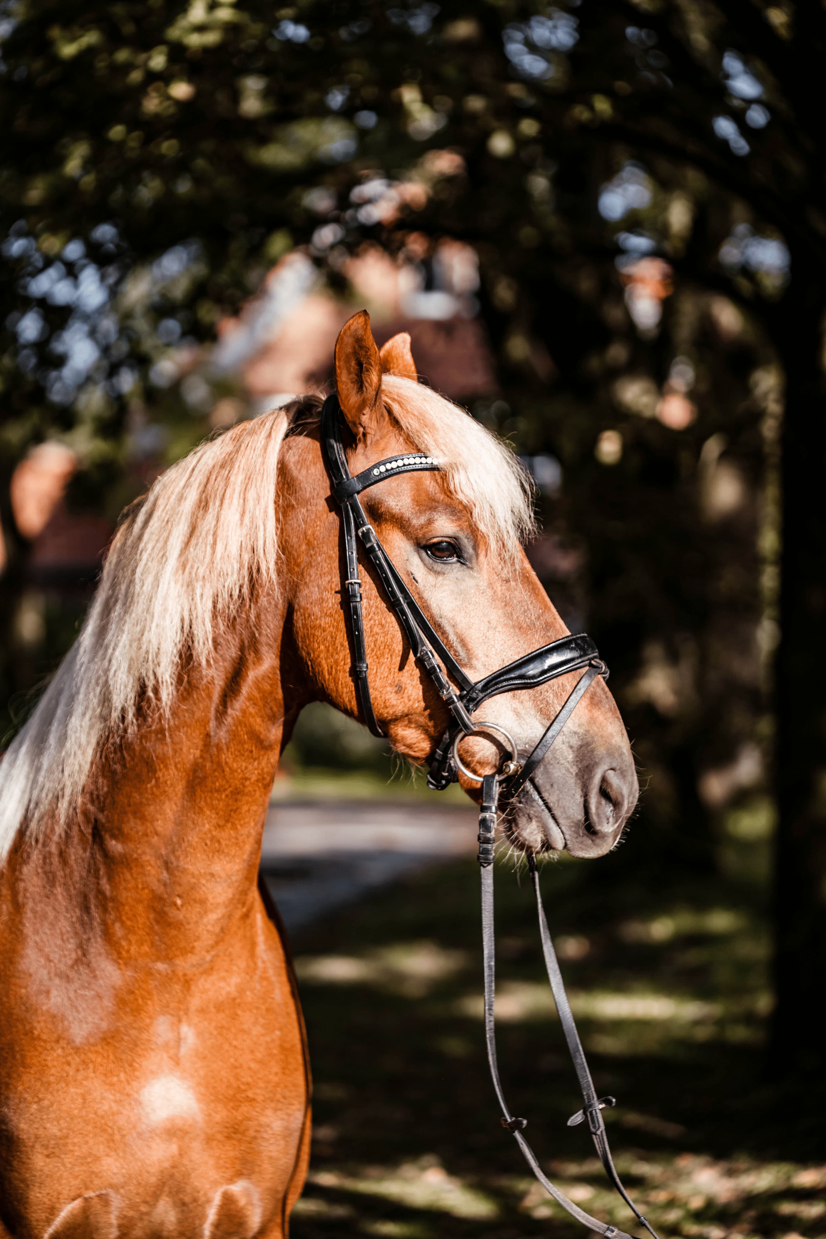 Kaltblutgebisse: Die richtige Wahl für große Pferde