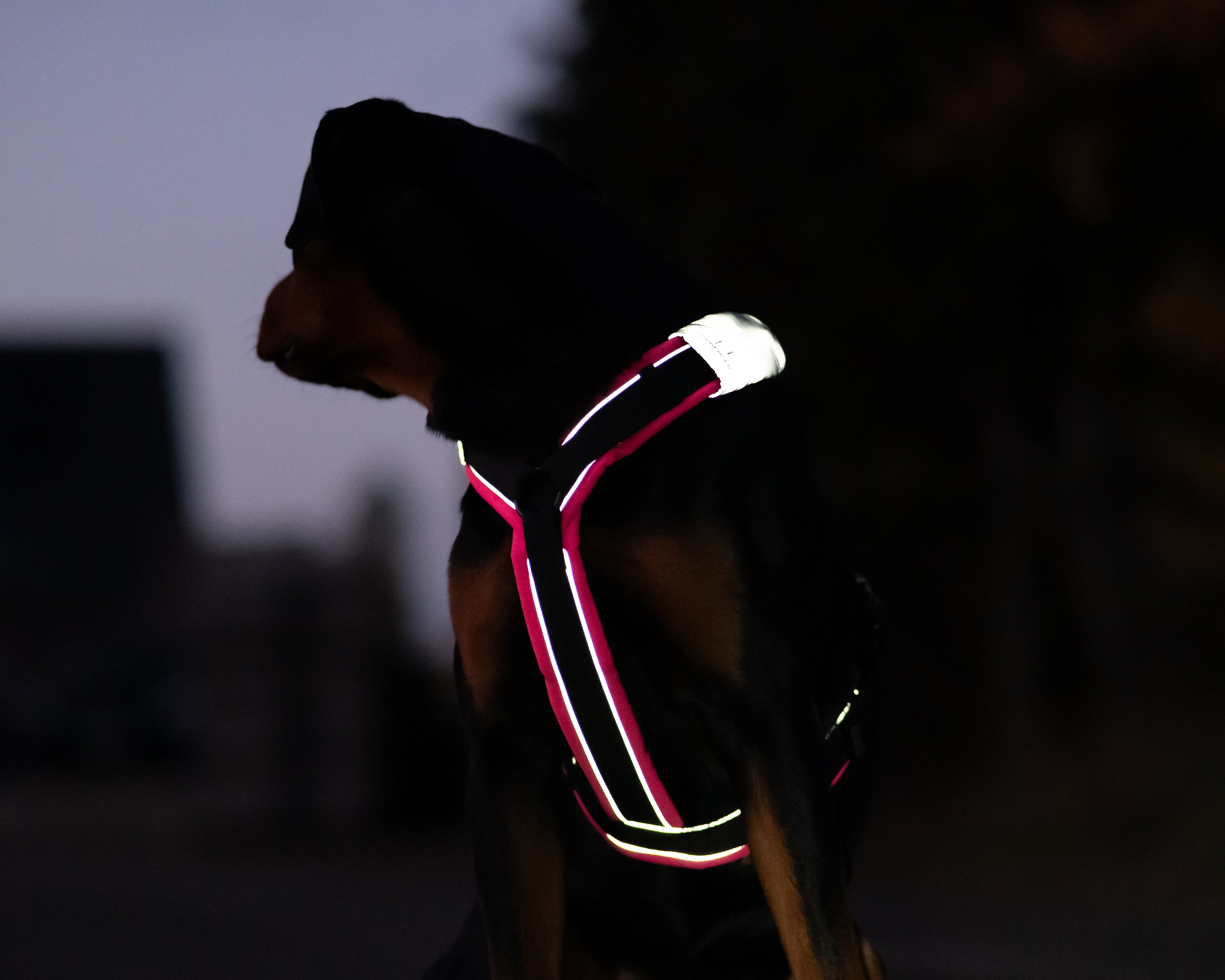 Unsere Tipps: Sicherheit für Hunde im Dunkeln