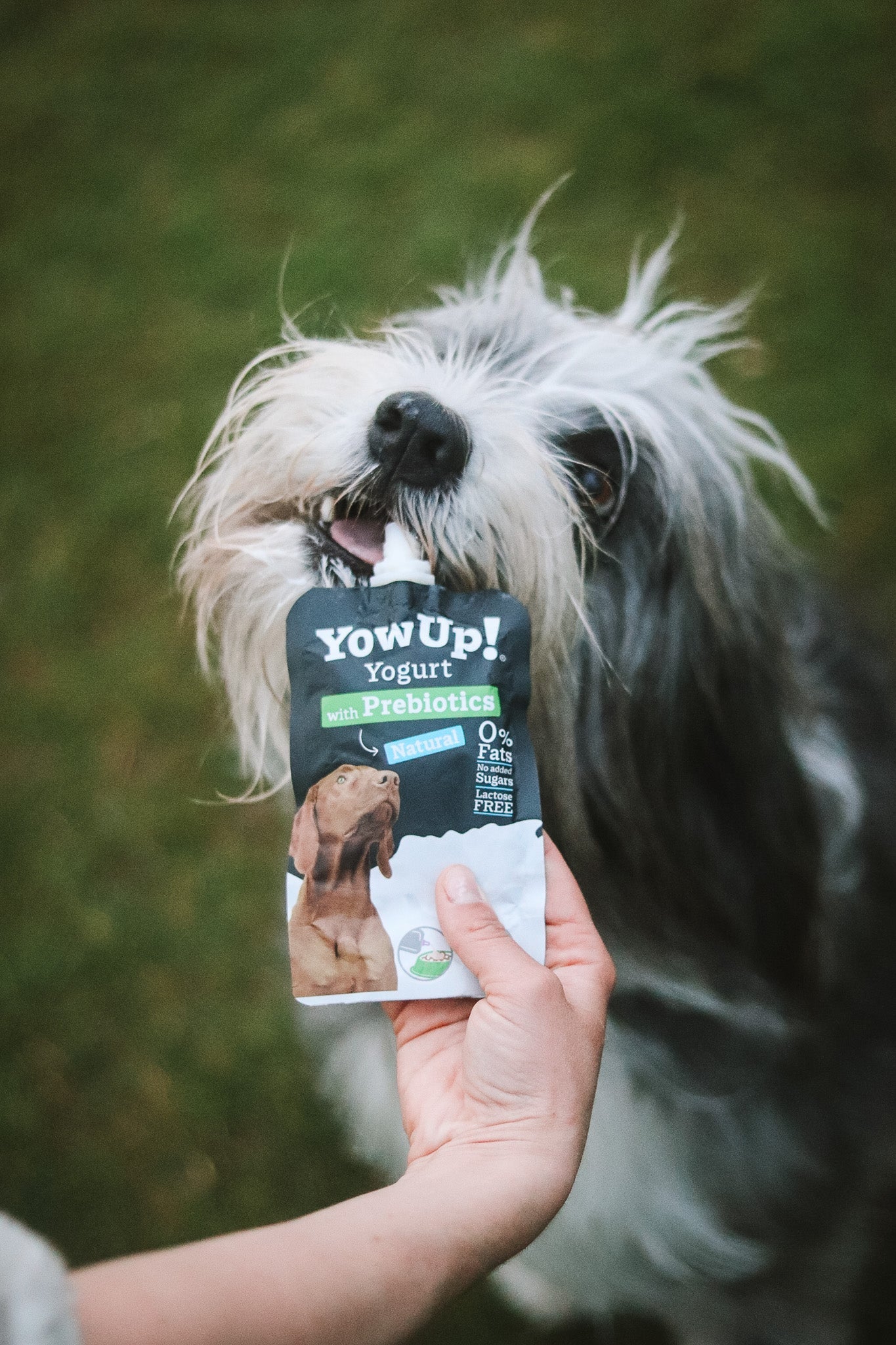 Hundejoghurt und Hundeeis – perfekt an heißen Tagen oder ganzjährig als Futterergänzung