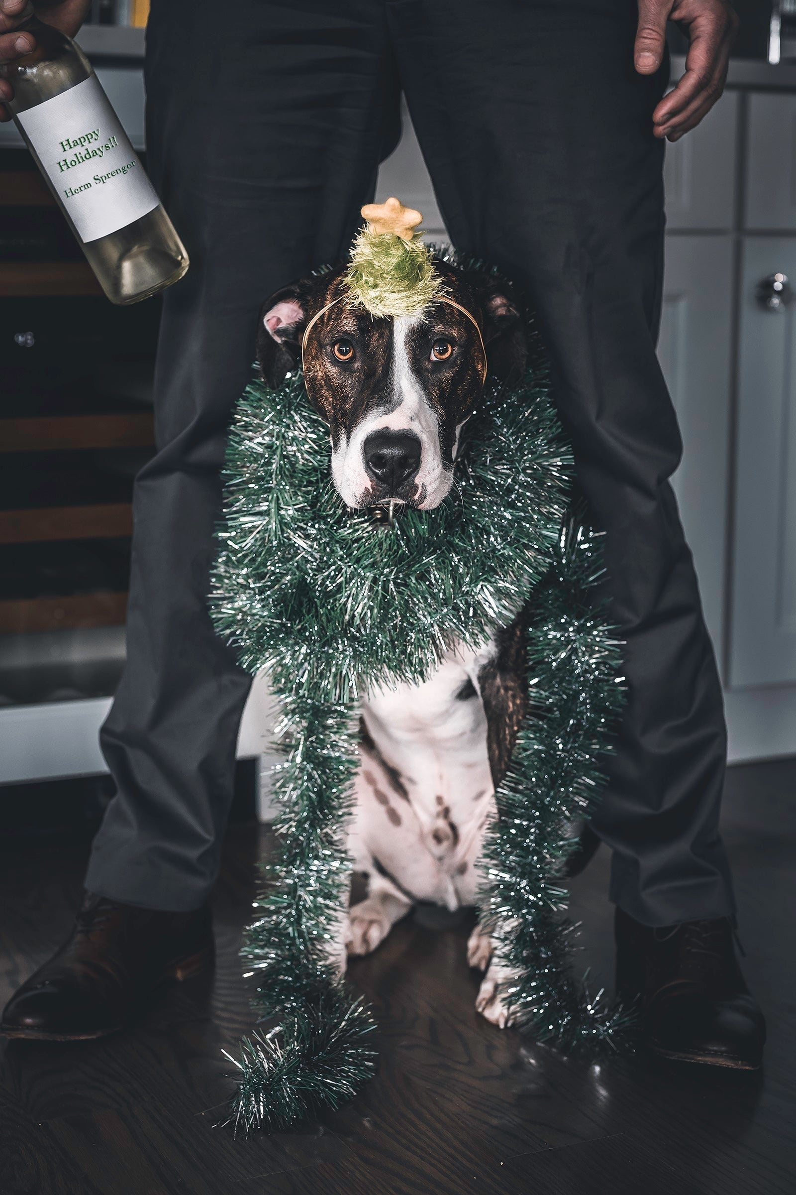 SPRENGER Geschenke-Guide: Die 15 Besten Hunde Geschenke