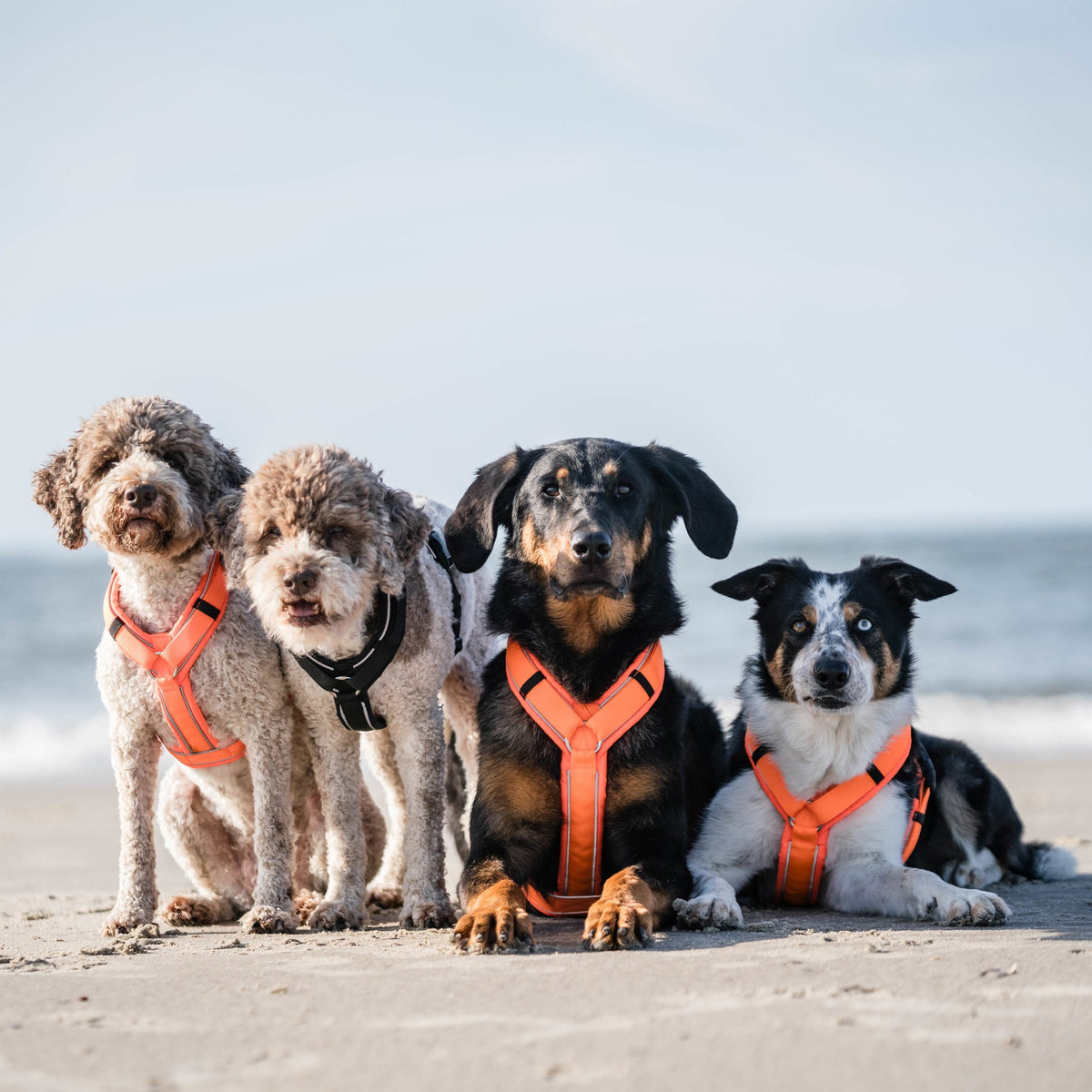 Hundegeschirr