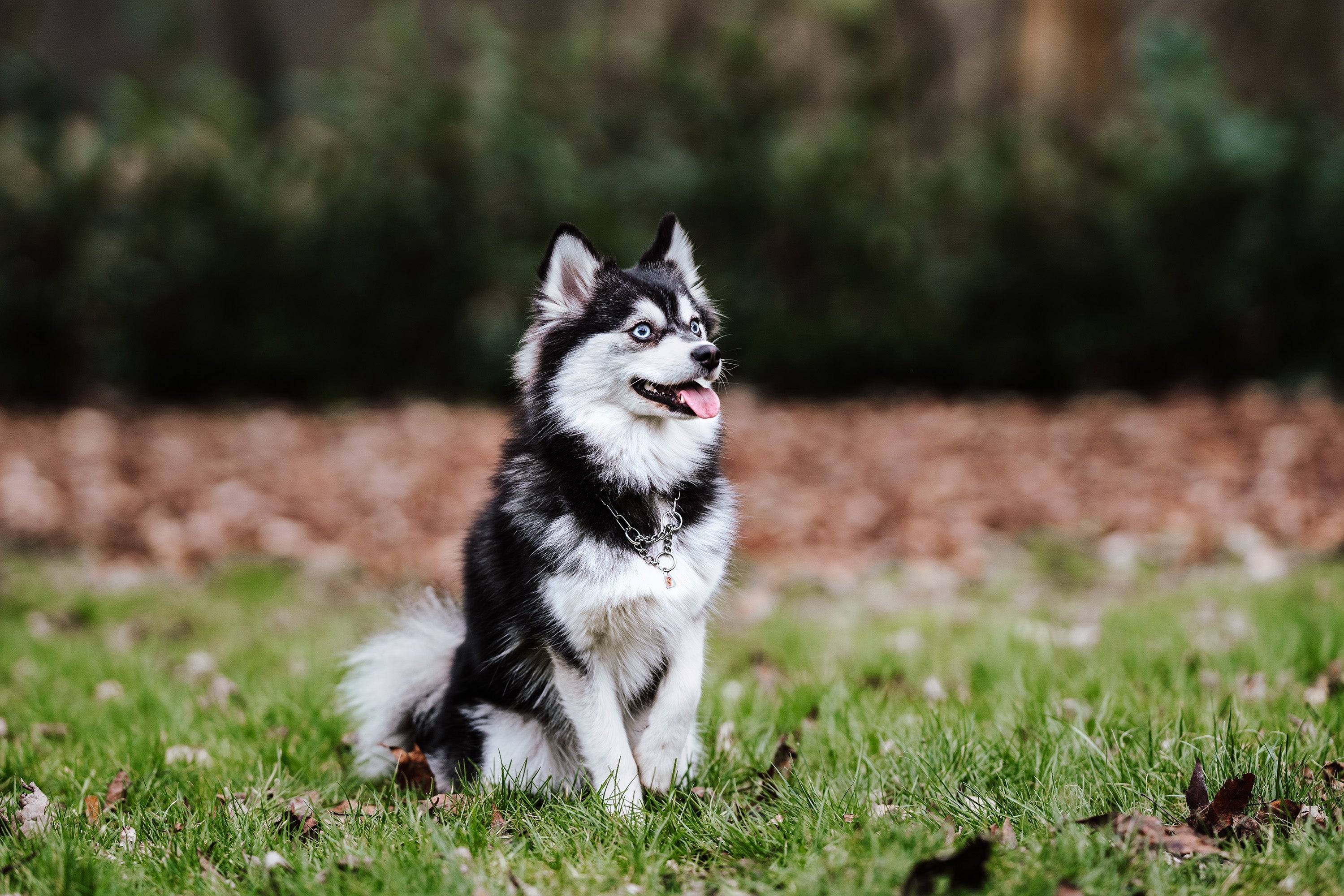 Pomsky mit verstellbarer Edelstahl Halskette auf der Wiese