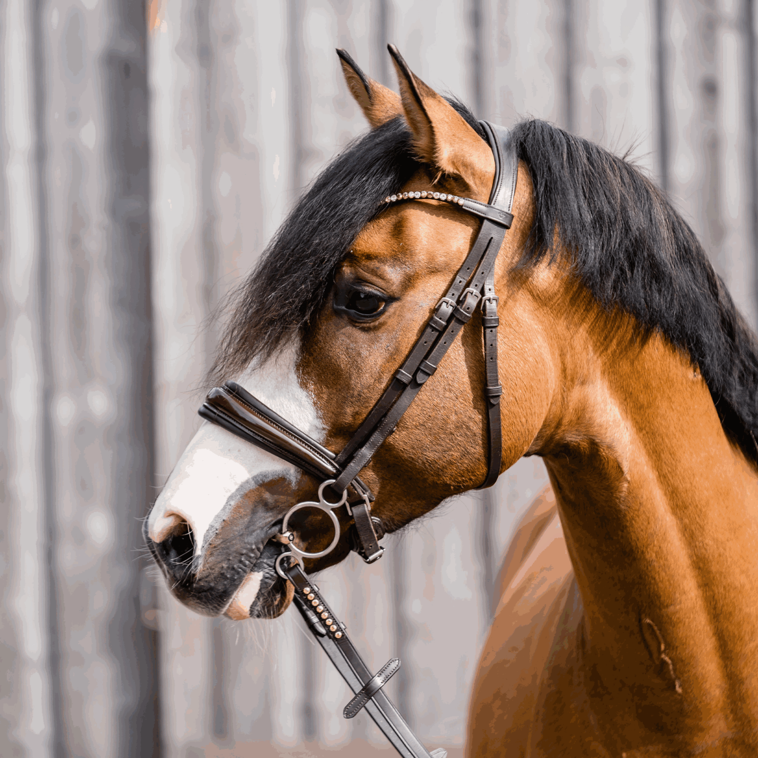 Dynamic RS Universal 14 mm doppelt gebrochen Sensogan Sensogan 115 mm Weite | 3_Ring_Pony_01.png