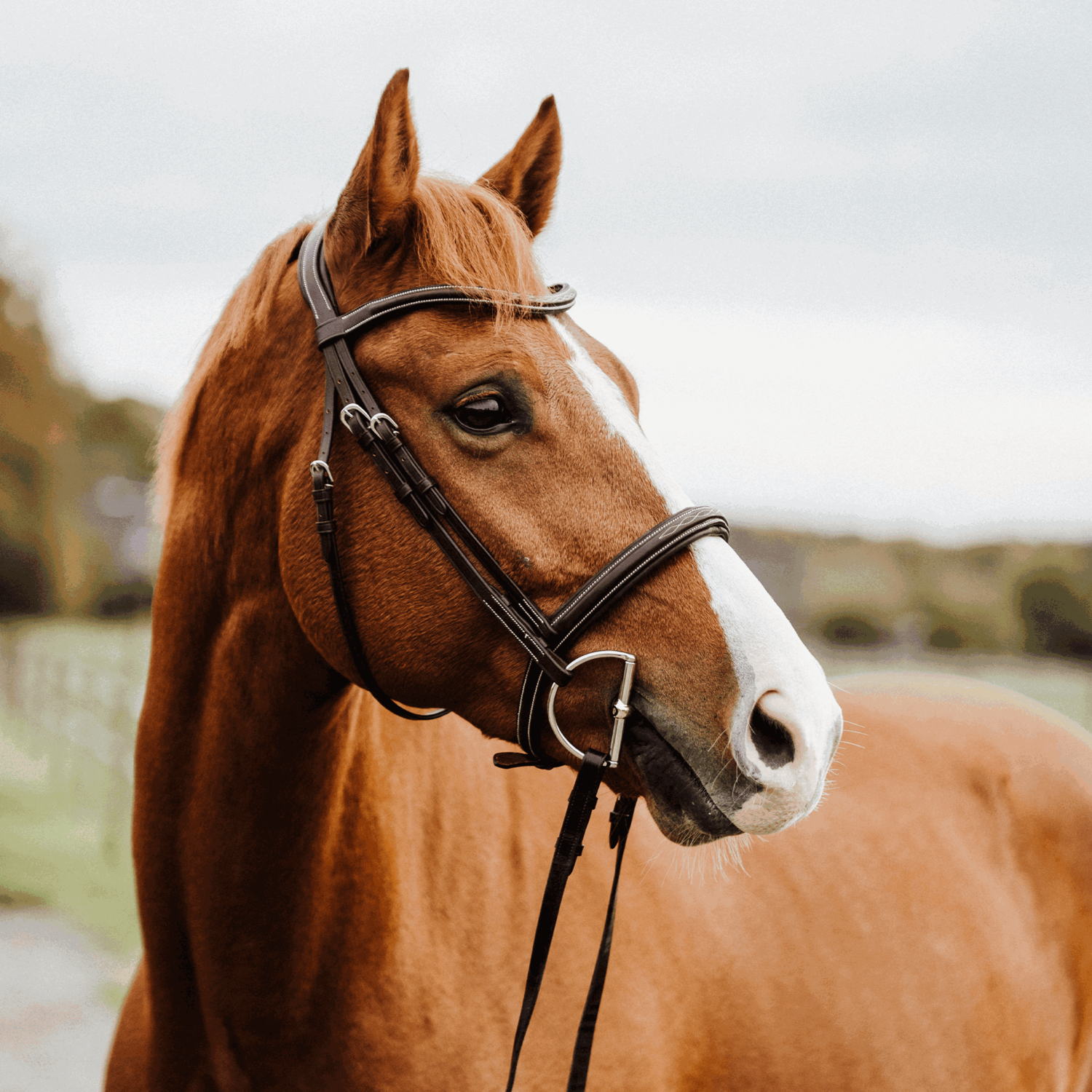 KK D Ring Gebiss 12 mm Sensogan | 40410_78_5.png