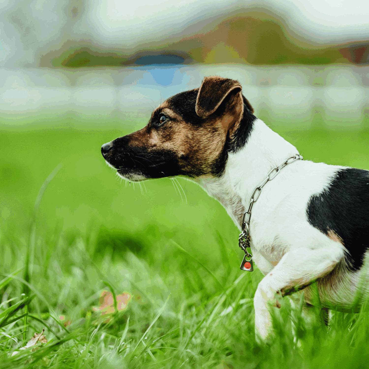 Halskette mit Zugbegrenzung Edelstahl Rostfrei 2 mm | 51445-55_12.png | 1731103015