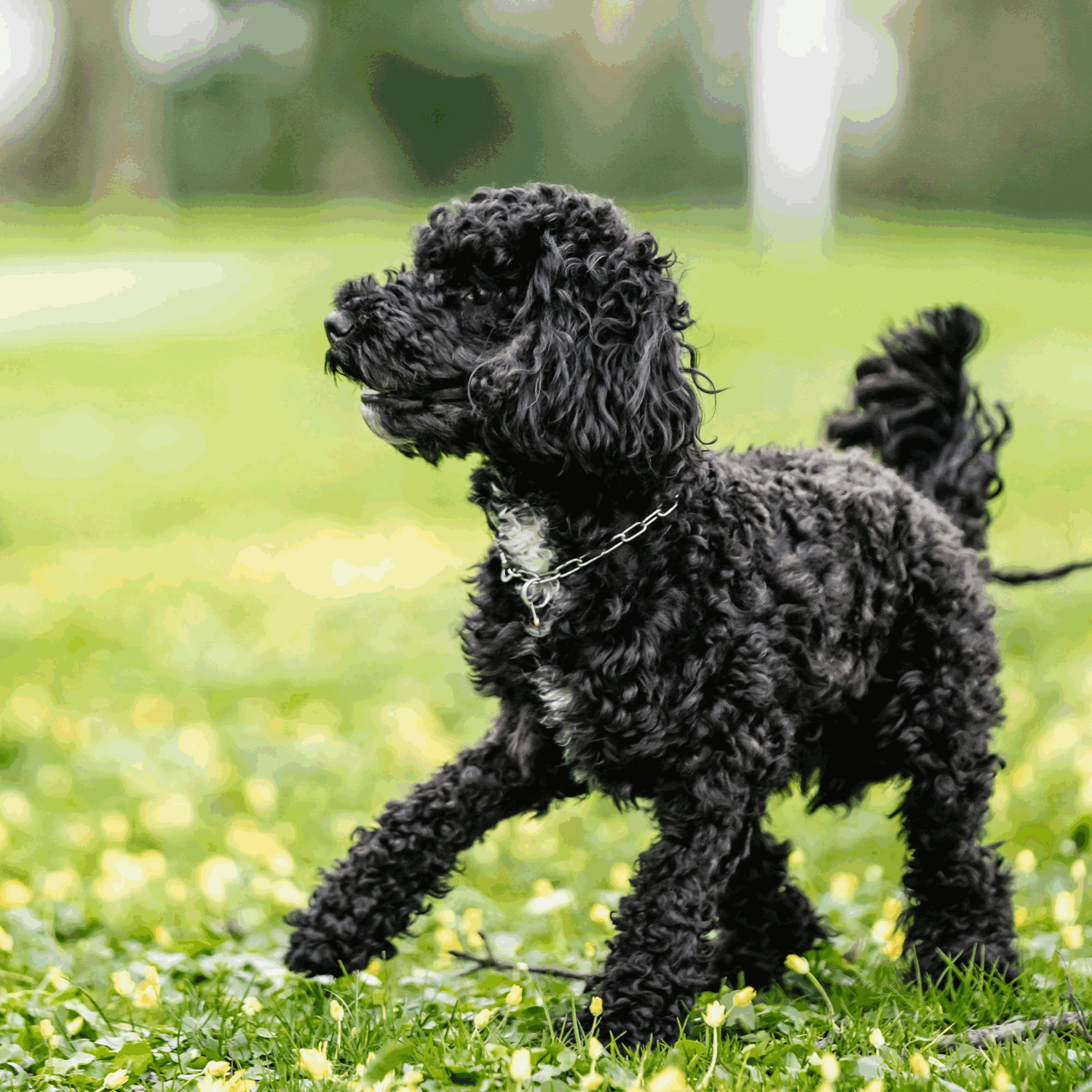 Halskette verstellbar mit SPRENGER Haken Edelstahl Rostfrei 2 mm | 51447-55_17.png | 1731103043