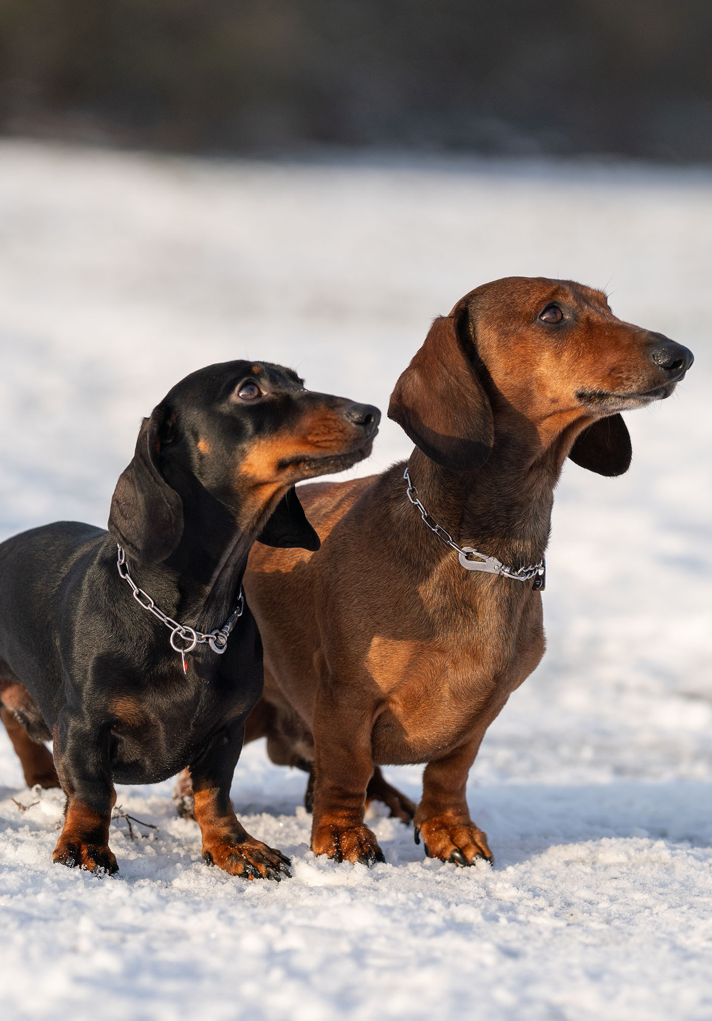 Zwei Dackel stehen in einer schneebedeckten Umgebung. Der Dackel links ist schwarz mit braunen Abzeichen und trägt eine silberne Kette um den Hals. Der Dackel rechts hat ein braunes Fell und ebenfalls eine silberne Halskette. Beide Hunde schauen aufmerksam nach oben und sind aufrecht mit angelegten Ohren positioniert. Der Hintergrund ist unscharf und zeigt eine winterliche Landschaft.