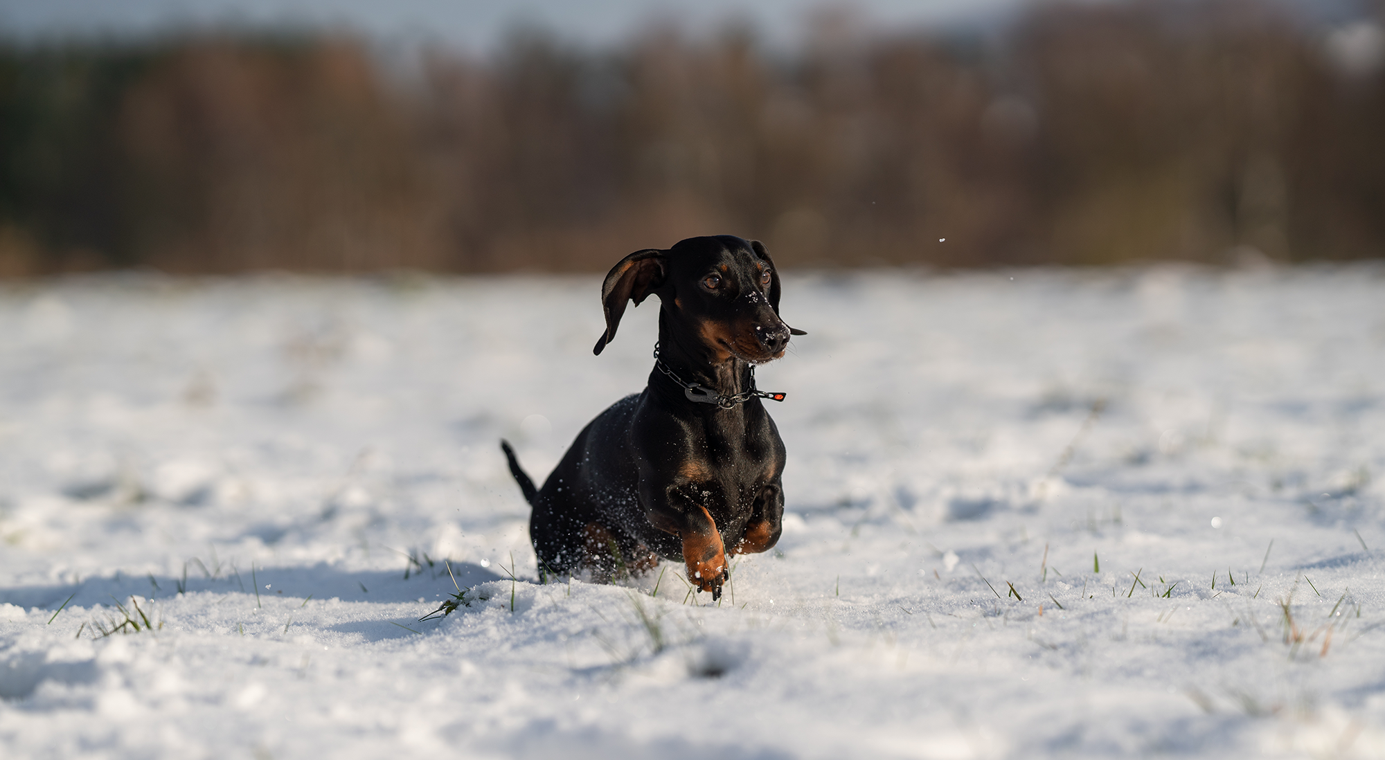 Ein schwarzer Dackel springt fröhlich durch den frischen Schnee auf einem Feld. Die Sonne scheint, was das Fell des Hundes zum Glänzen bringt. Schneekristalle spritzen um ihn herum, während er mit seinem Kopf erhoben und den Schwanz wedelnd spielt. Im Hintergrund sind unscharfe Bäume und die Weite der Landschaft sichtbar.