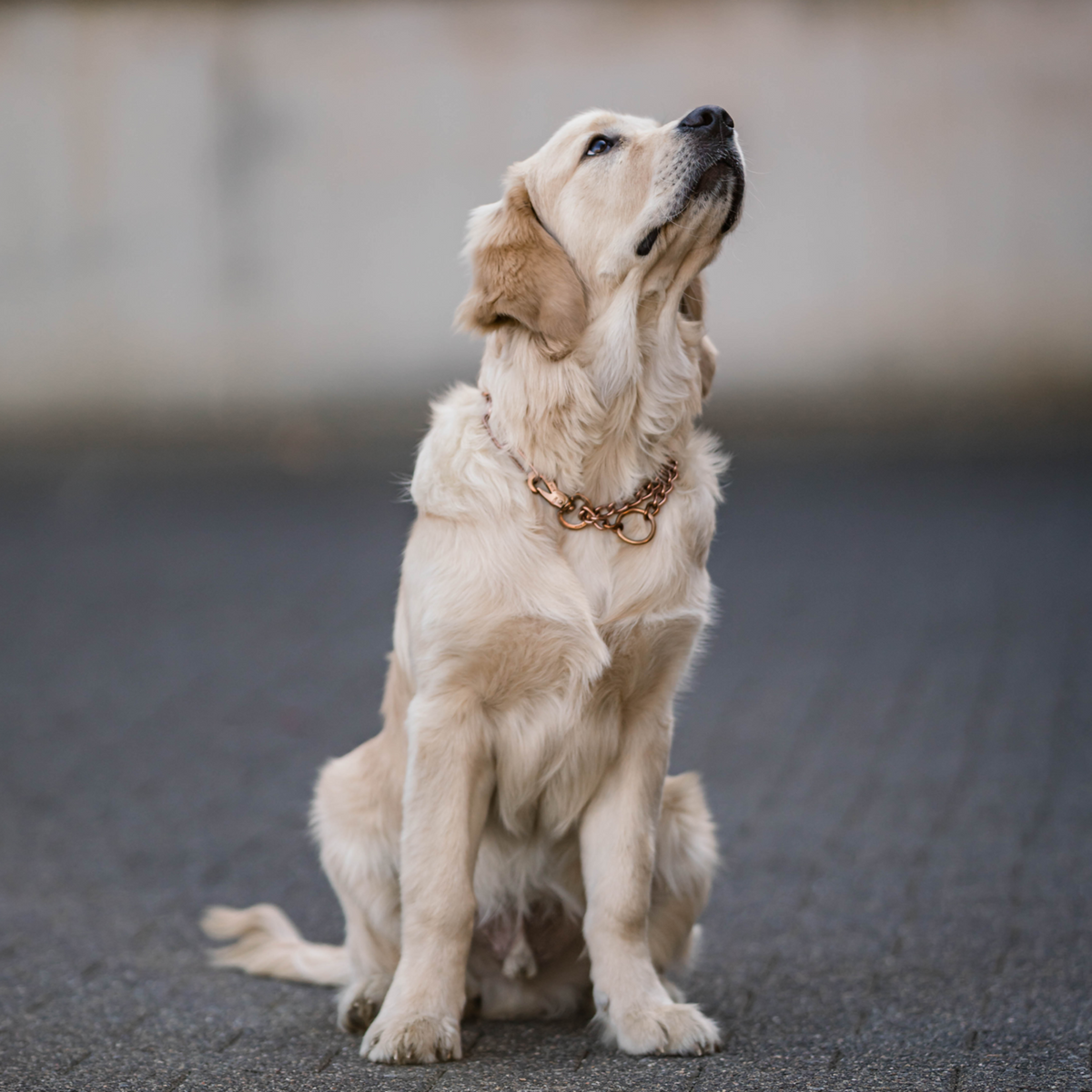 Halskette verstellbar mit SPRENGER Haken CUROGAN 3 mm | 51516_67_1.png