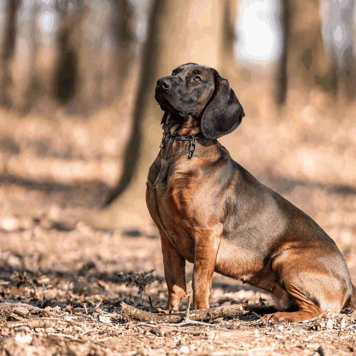 High-quality dog chain collars | Herm. Sprenger