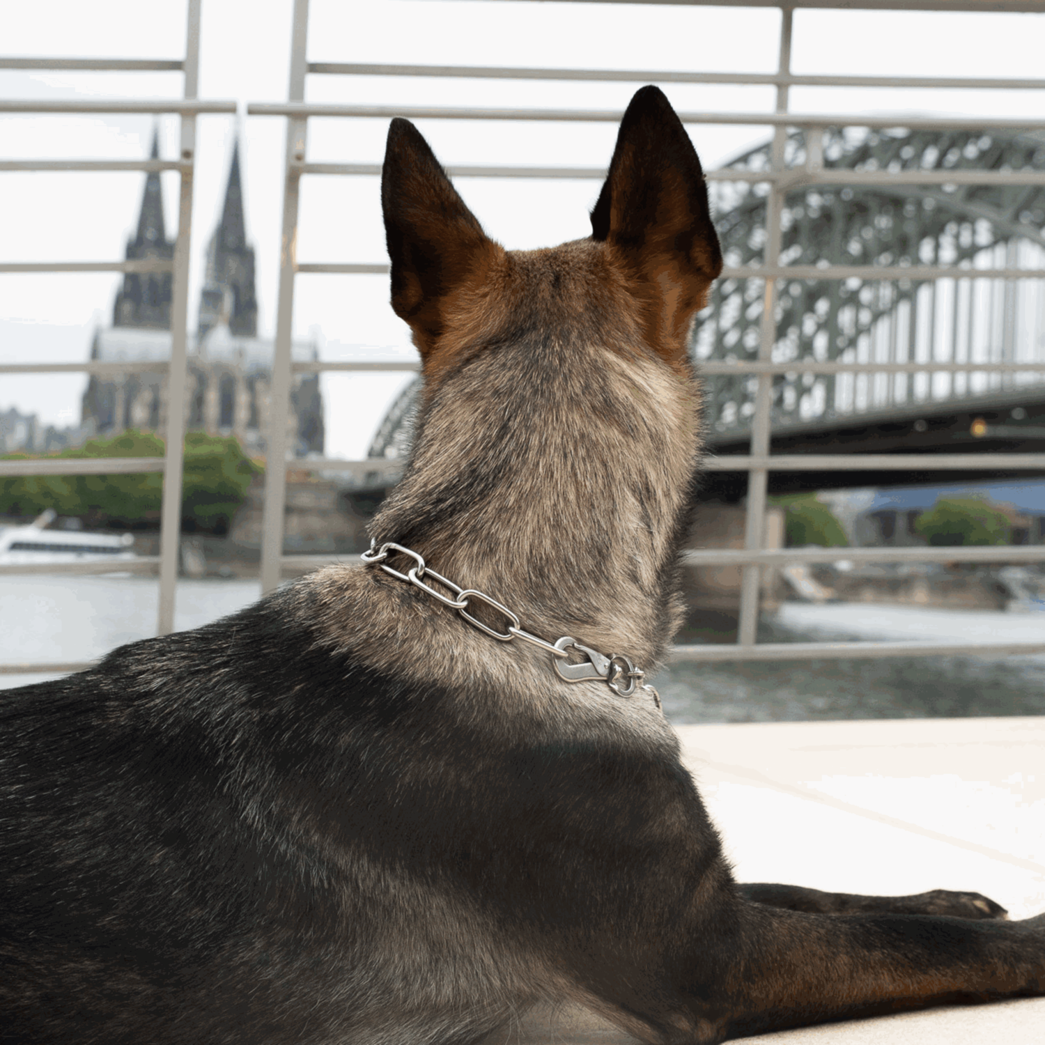 Halskette langgliedrig verstellbar mit SPRENGER Haken Edelstahl Rostfrei 4 mm | 51602-55_5.png