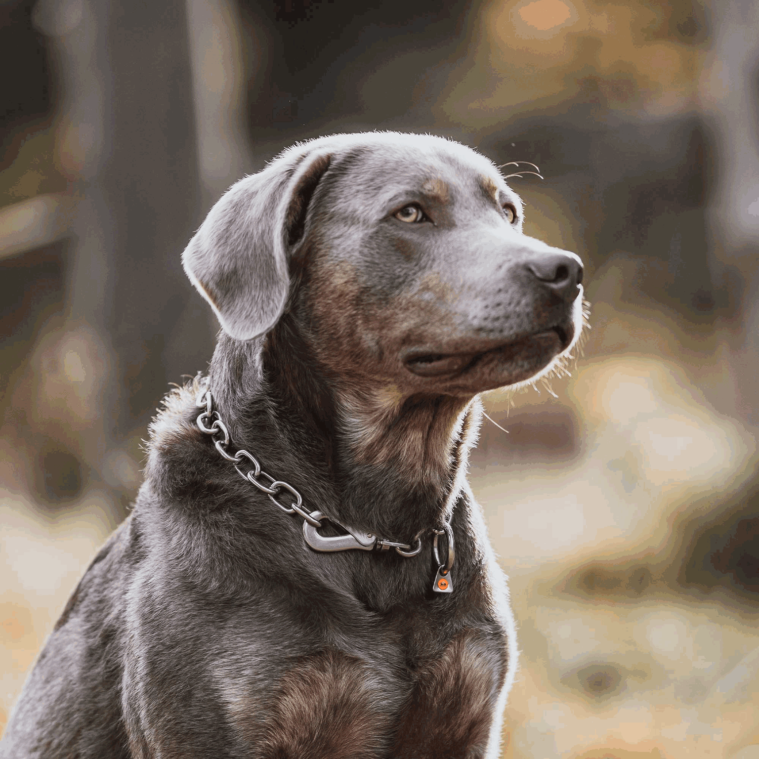 Halskette verstellbar mit SPRENGER Haken Edelstahl Rostfrei 4 mm | 51647-55-6.png | 1731103121