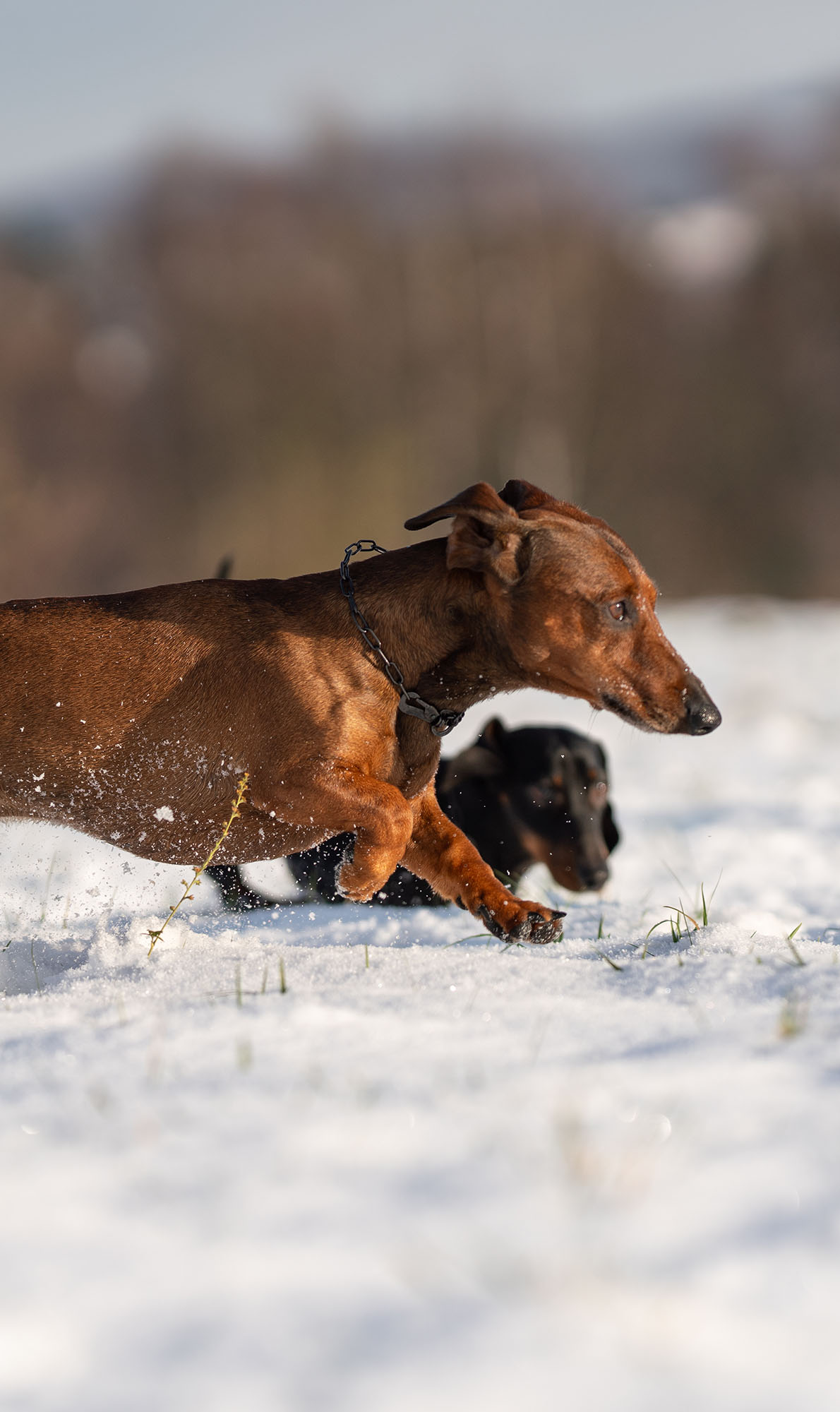 Zwei Dachshunde spielen im Schnee. Im Vordergrund springt ein brauner Dackel fröhlich durch den Schnee und hinter ihm ist ein schwarzer Dackel zu sehen, der ebenfalls aktiv ist. Die Umgebung ist winterlich, mit einer sanften Schneedecke und unscharfen Bäumen im Hintergrund. Die Hunde wirken energiegeladen und genießen ihre Zeit im Freien.