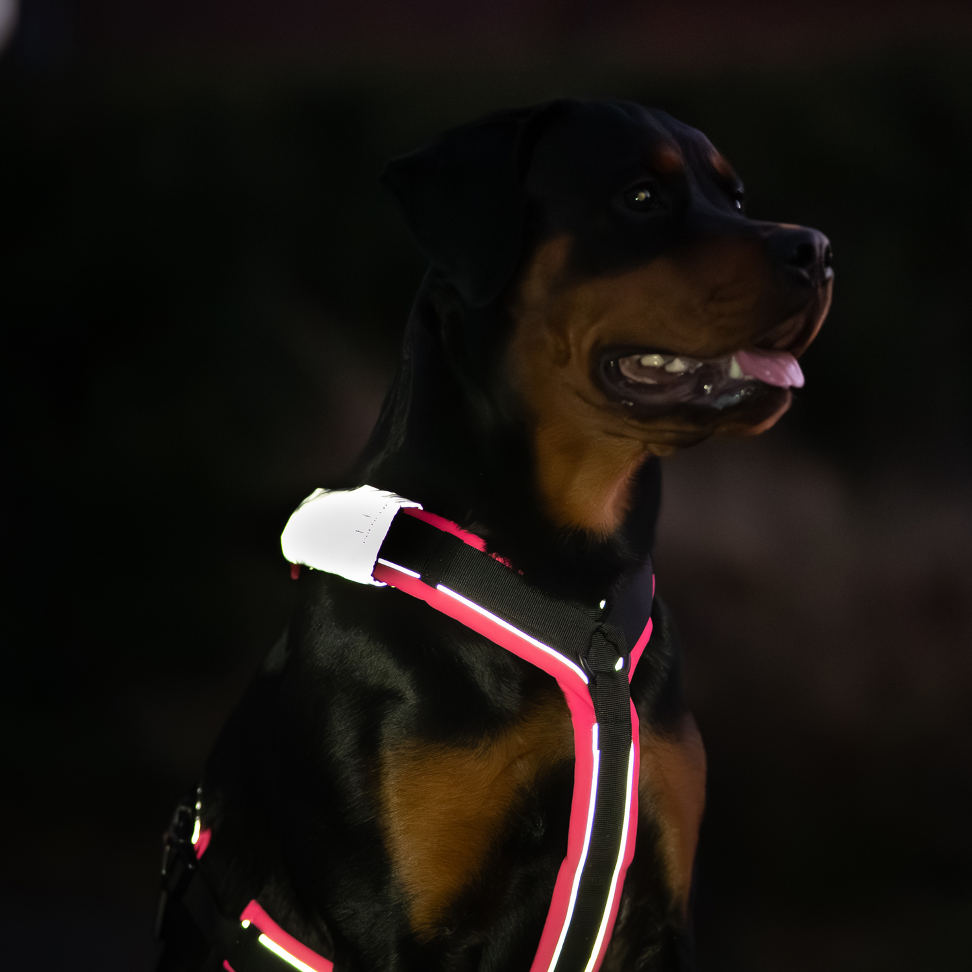 Reflektorpatch Hundegeschirr | 5500030100-2.png