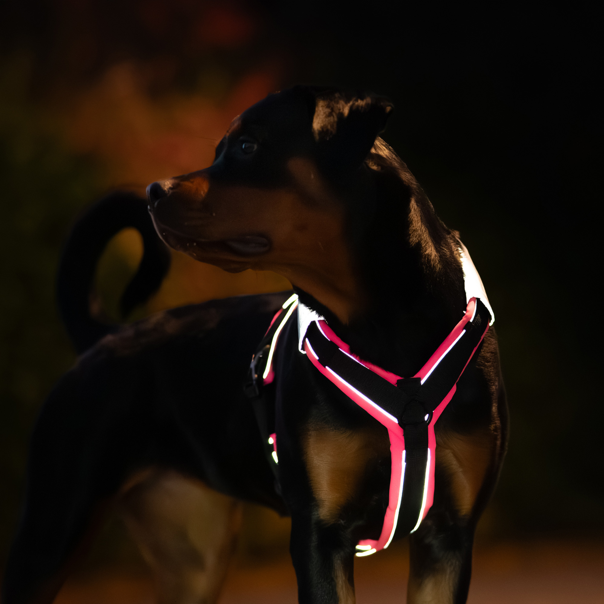 Reflektorpatch Hundegeschirr | 5500030100-3.png