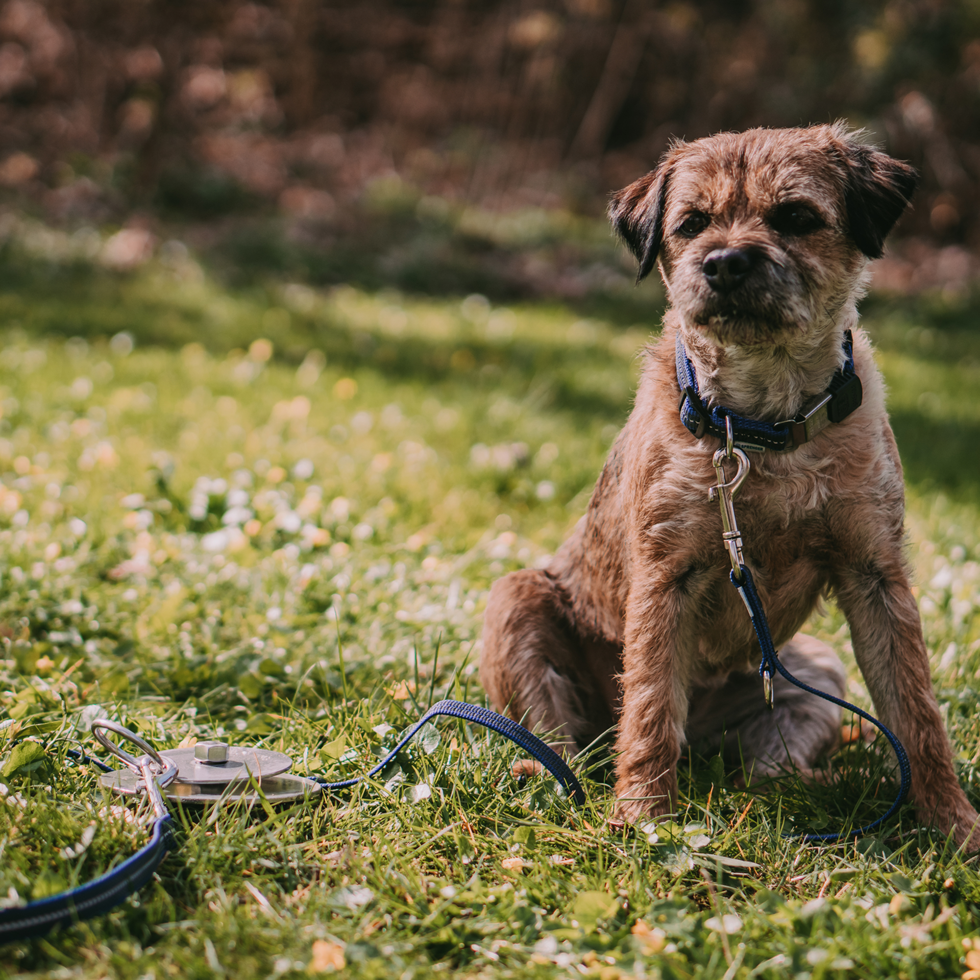 Camping mit Hund Bundle | 55991_55-5.png