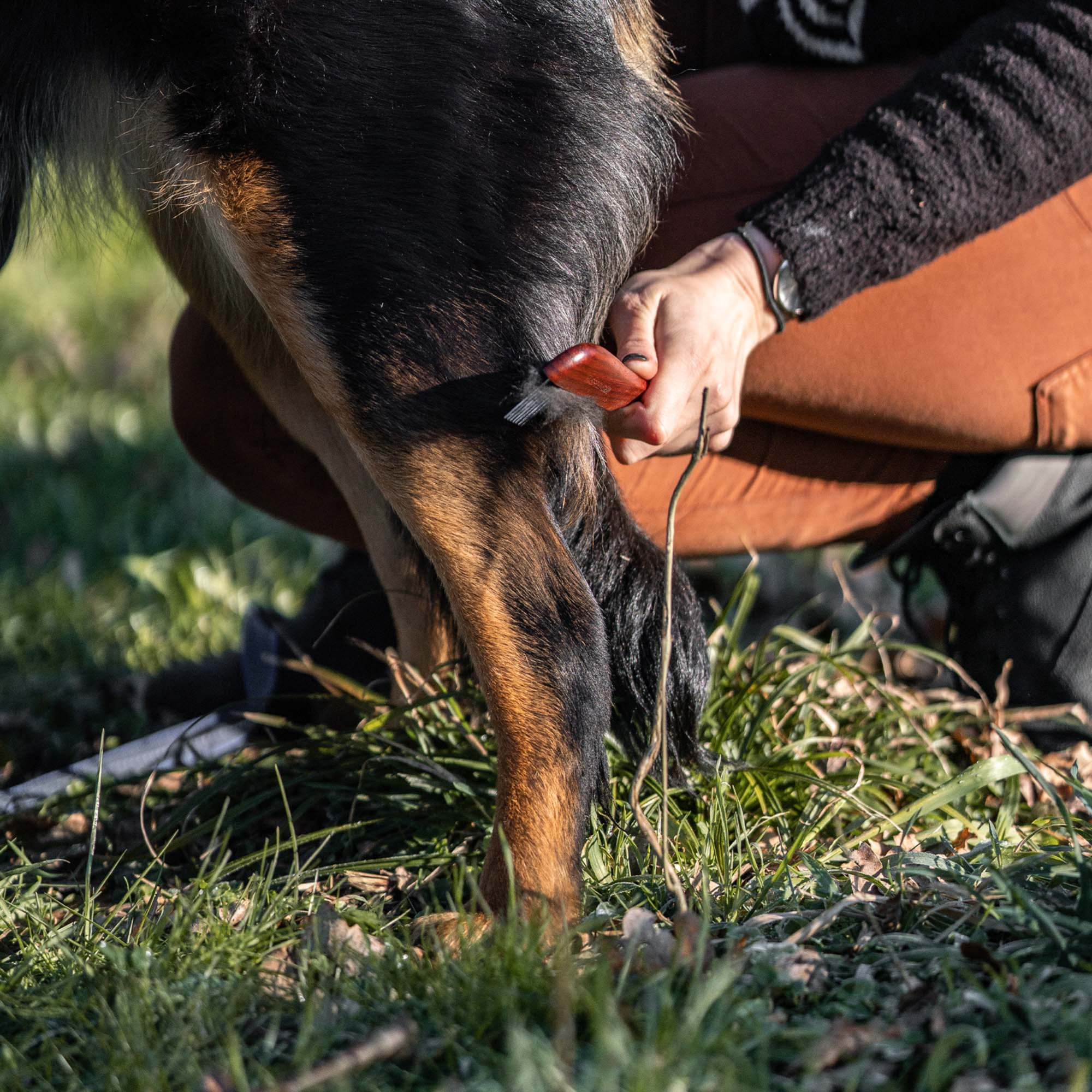 Hundekamm 30 mm Stahlzinken | 5675100100_3.png